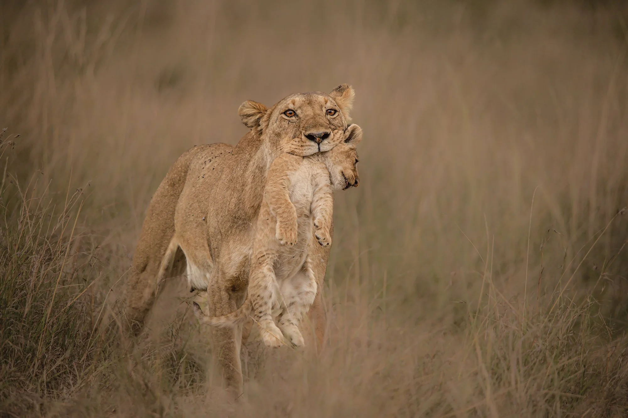 Mother's Care