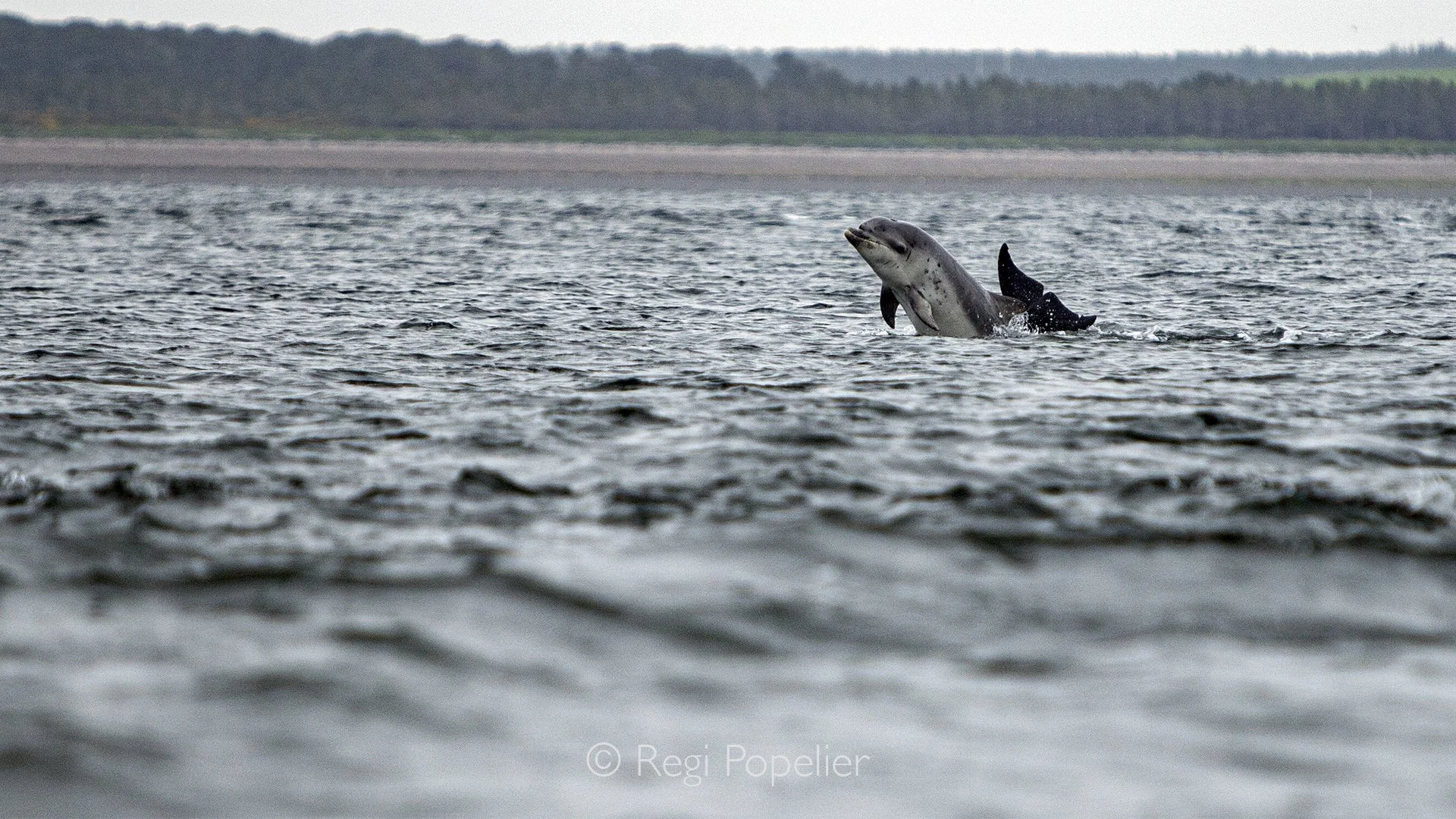 Scotland075 - A dolphin leaps gracefully from the coastal waters of Scotland, capturing a fleeting moment of energy and freedom against the wild shoreline.