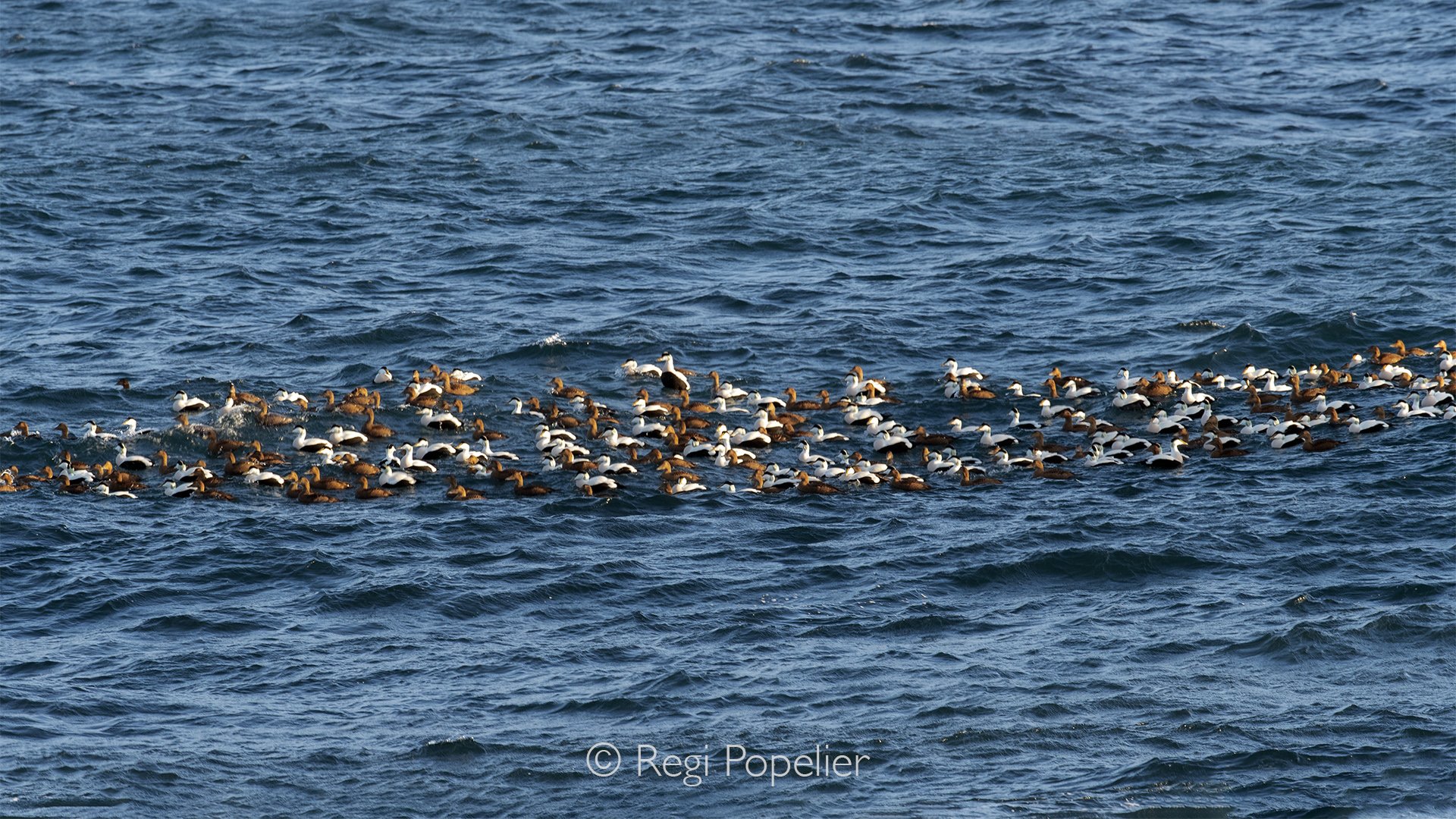 ICEL048 -  Flocks of common eider ducks are found along the coast of the Reykjanes Peninsula, particularly around the shores of Hafnir and Ósar