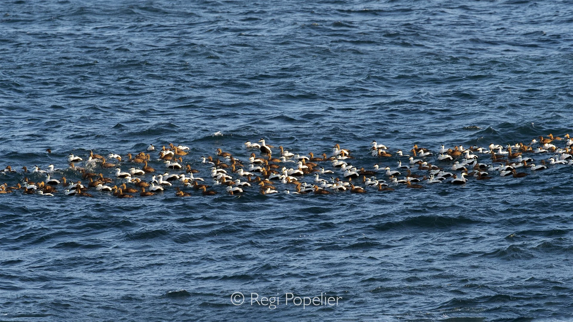 ICEL048 -  Flocks of common eider ducks are found along the coast of the Reykjanes Peninsula, particularly around the shores of Hafnir and Ósar.