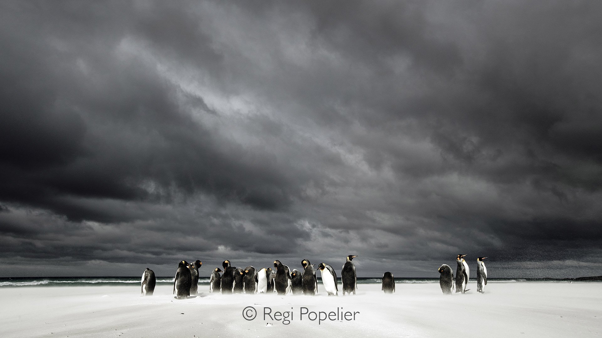 FAL033 - The  gathering of king penguins stands in stark contrast against the dark, cloudy sky and white sands.