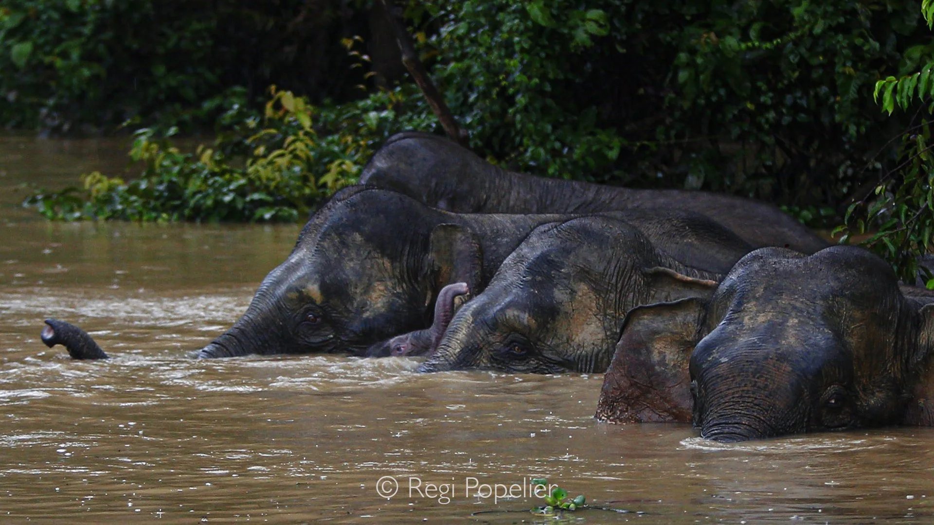 BOR012 - On the banks of the Kinabatangan River, adult pygmy elephants gently steadies a newborn, teaching tiny steps how to cross the flowing world for the first time