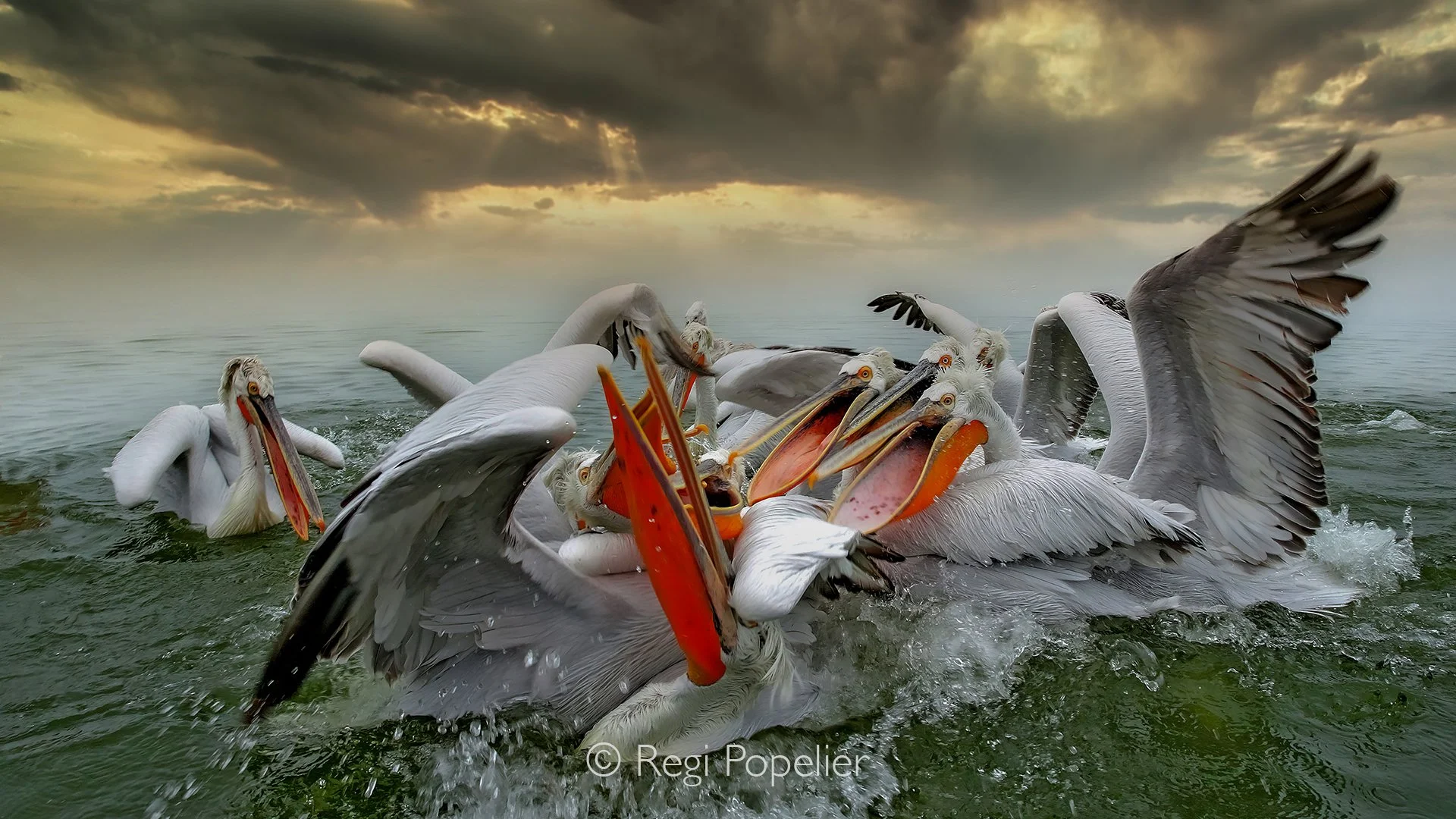 GRE014 - Undeterred by the gray, drizzly sky, the pelicans continued their relentless struggle for every thrown fish