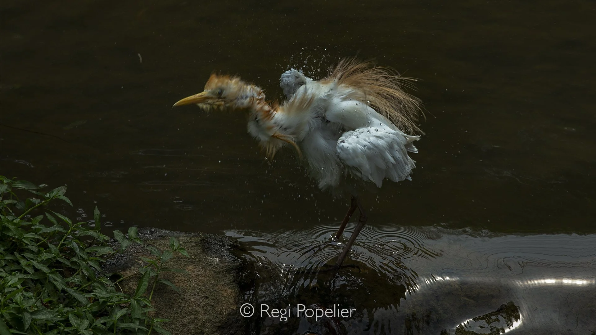 MALAS010 - This Cattle Egret was taking a bad, good opportunity to make a photograph. 