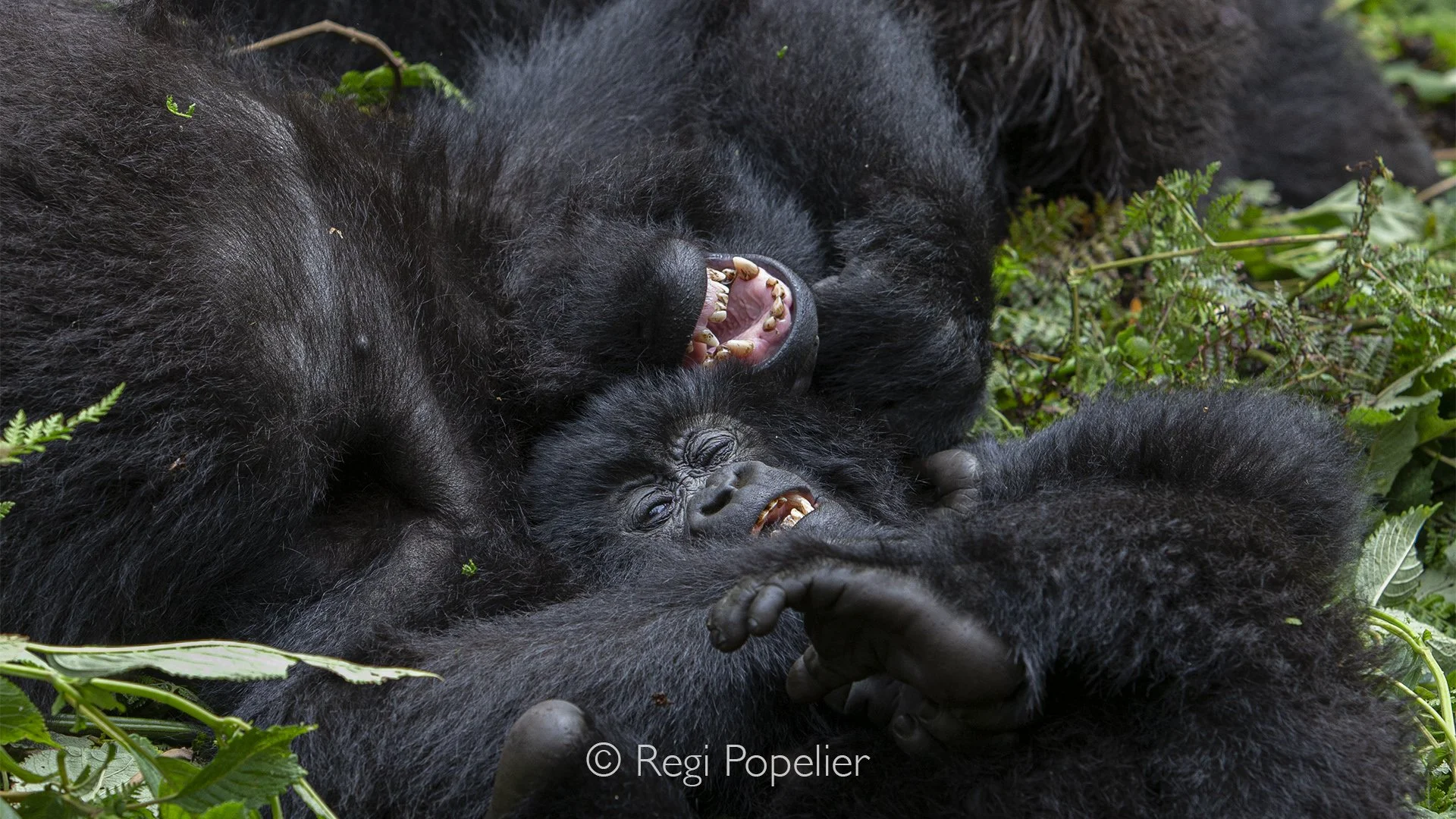 RWANDA020 - The entire gorilla family rests peacefully together while youngsters wrestle, tumble and chase each other through the undergrowth, filling the forest with playful energy.