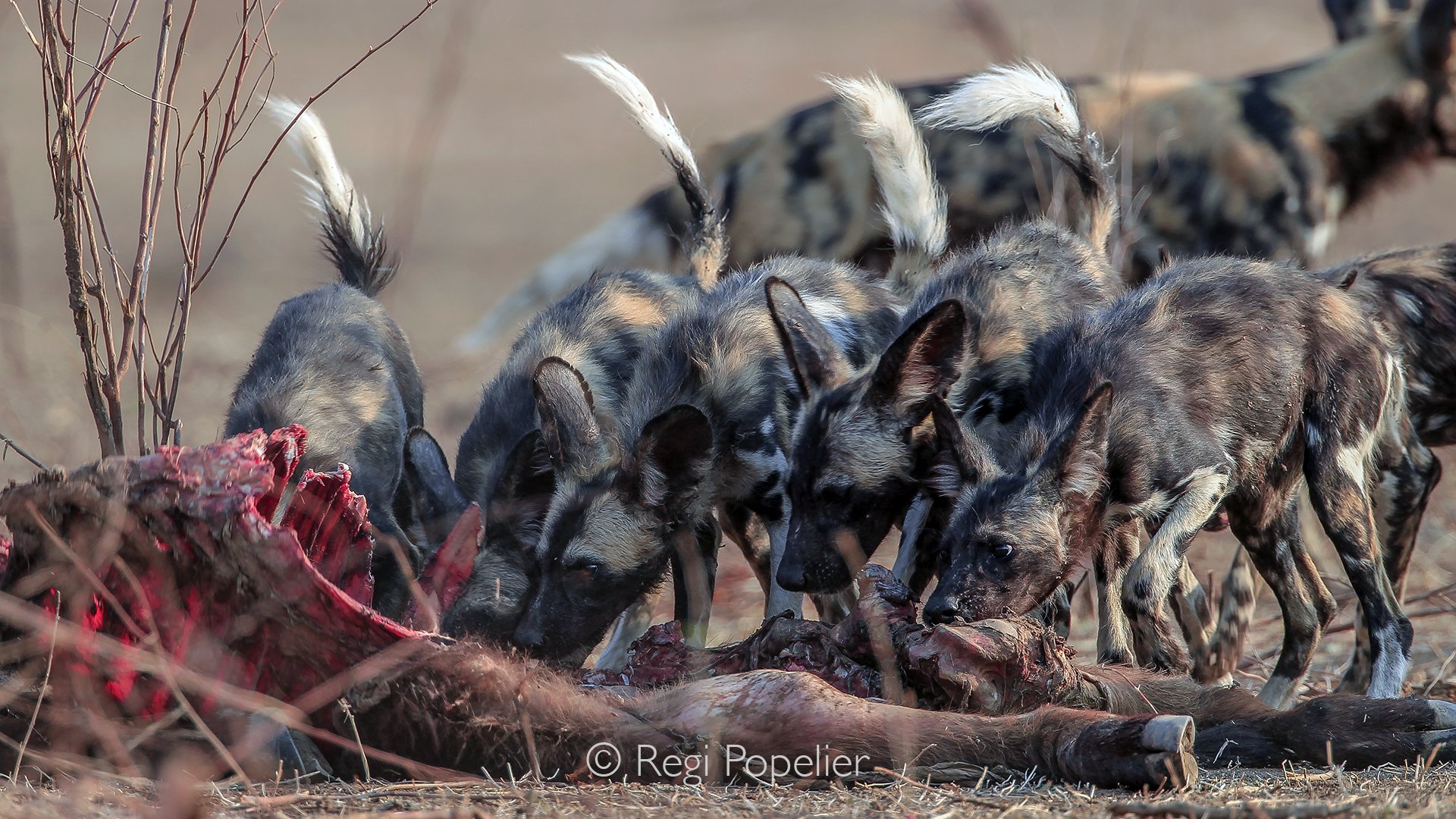 ZIM016 - Raw survival: wild dogs feasting on a young buffalo. More images in our “Brutal Nature” collection online.