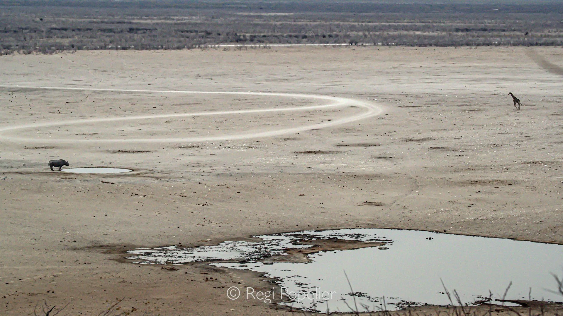 Namibia077 - The vast, empty horizon of the Etosha pan emphasizes the dramatic tension between these two giants. For a photographer, the synchronized movement from opposite sides of the frame creates a perfect visual balance, capturing the quiet stan