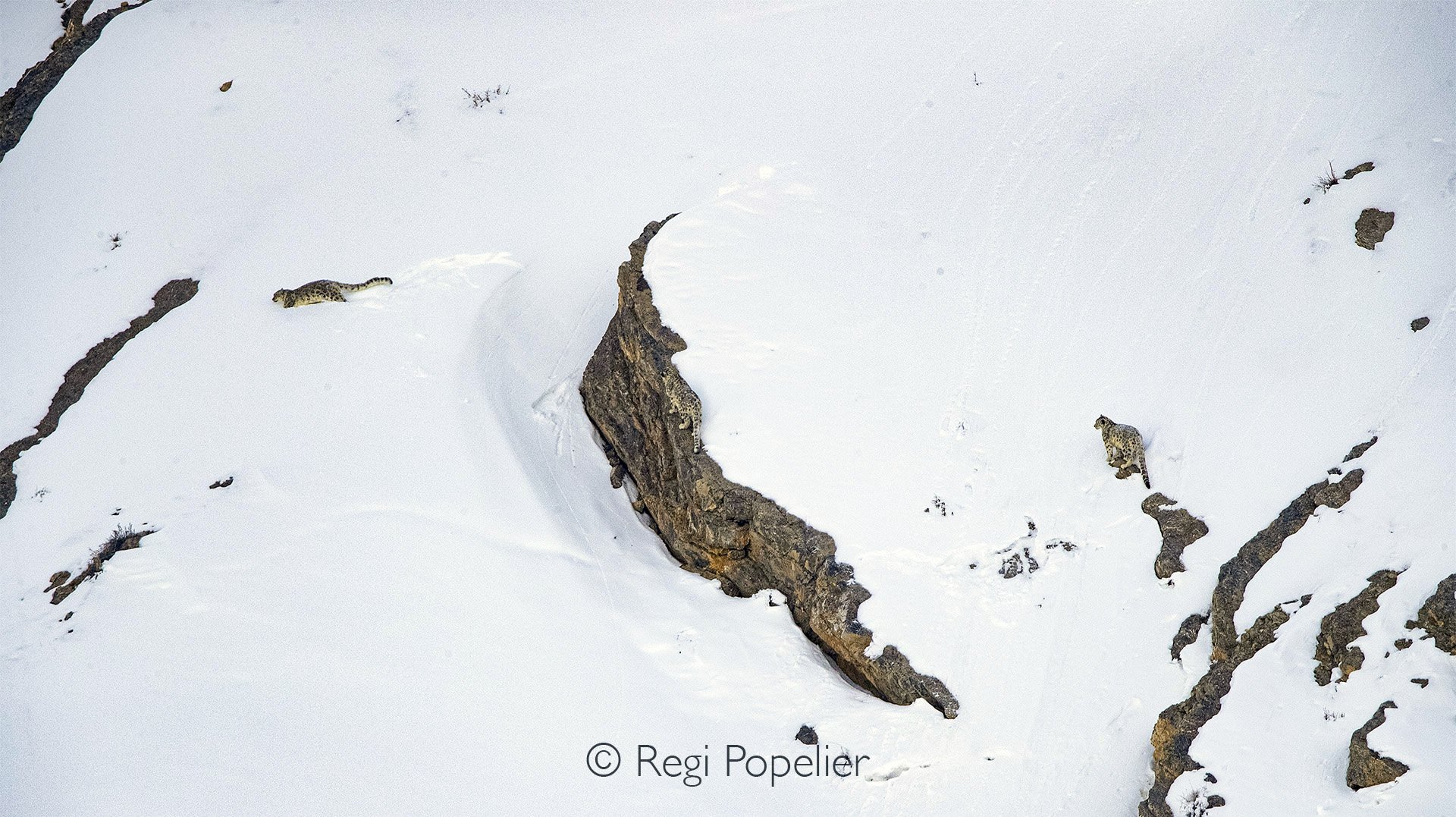 HIMA034 - Search the tree snow leopards. 