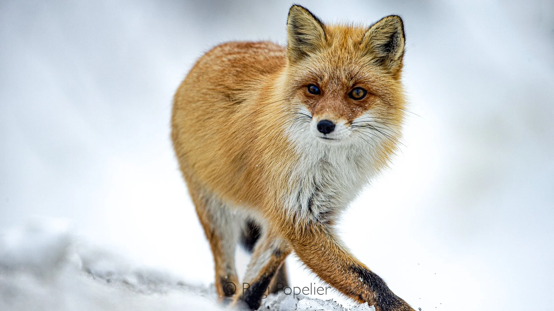 HOK036 -  The ever present fox 