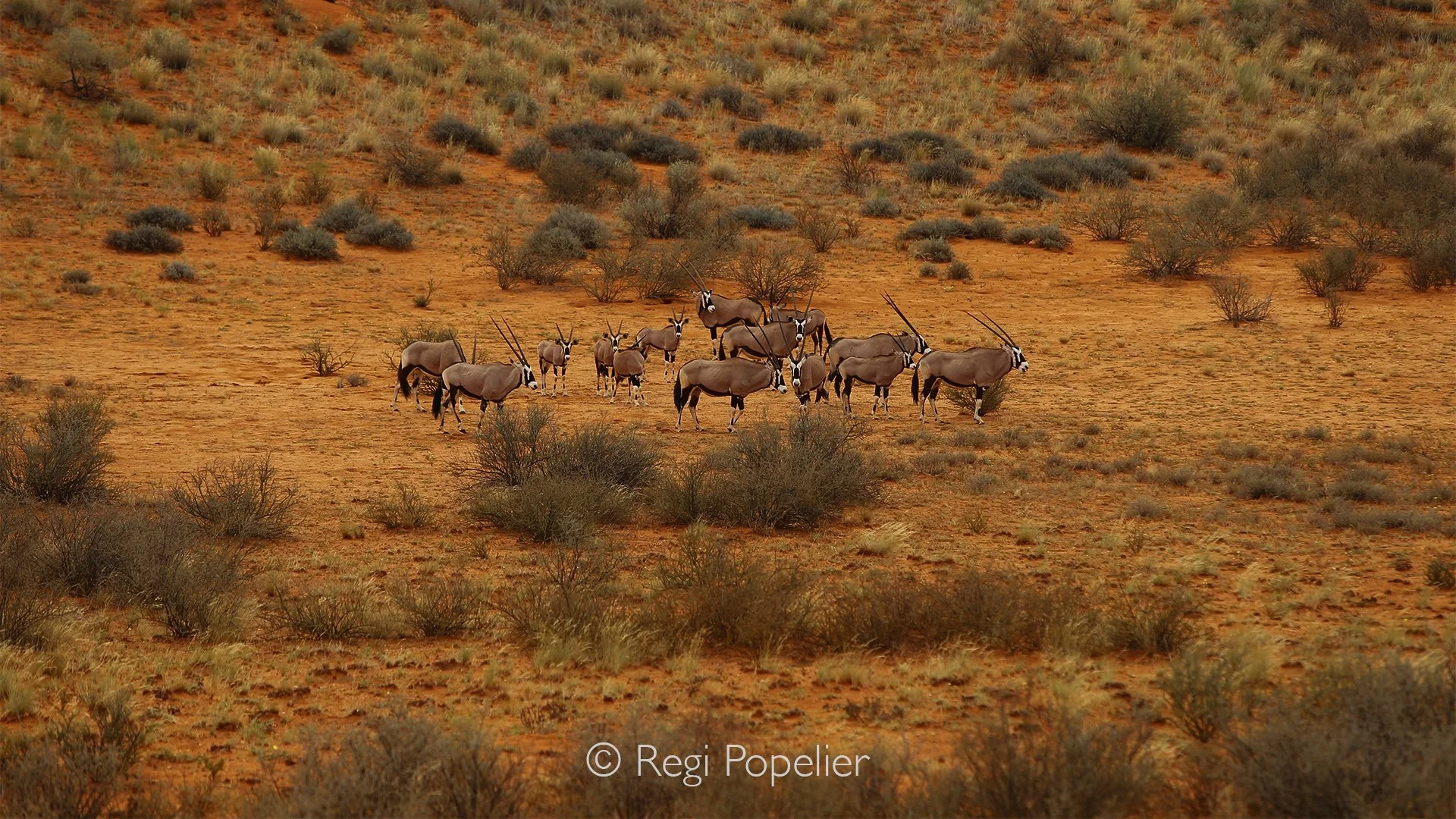 South Africa009 - A small group of oryx stands motionless beneath the vast Kalahari sky, patiently waiting in the silence of the desert. Their elegant silhouettes blend seamlessly with the warm red sands, embodying the calm resilience that defines th