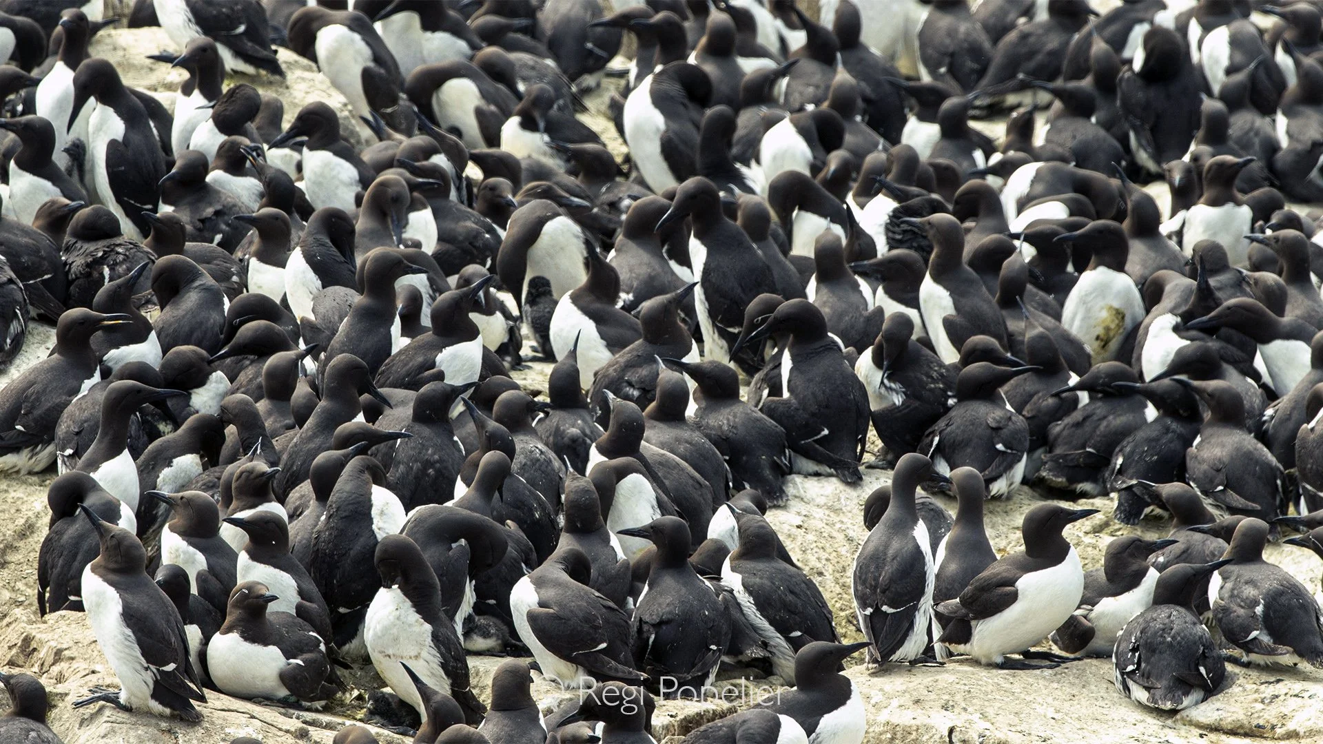 Scotland022 -  Guillemots, Uria aalge. 
