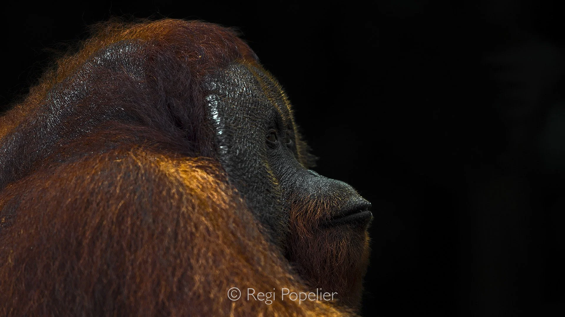 INDO018 -  from another angle 