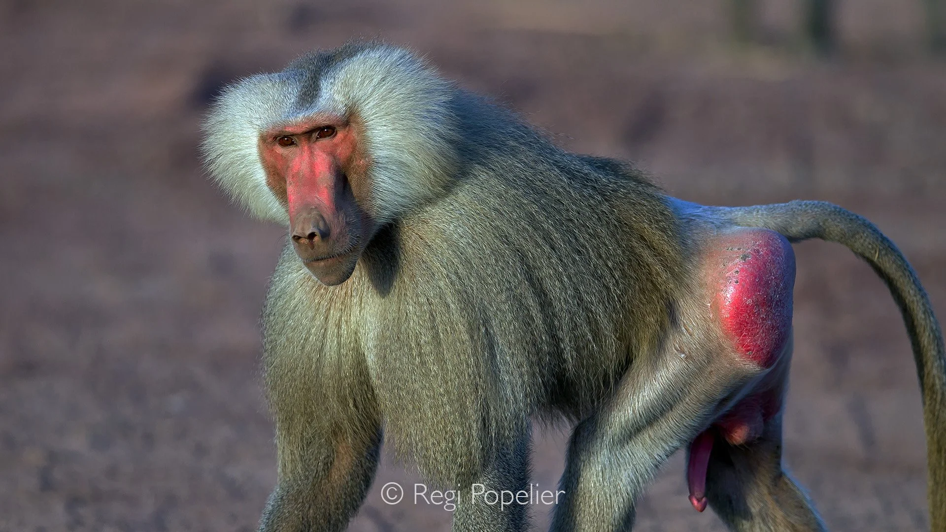 ETH051 - Hamadyras baboon male, they have a strong red hind when exited and are quite territorial. 