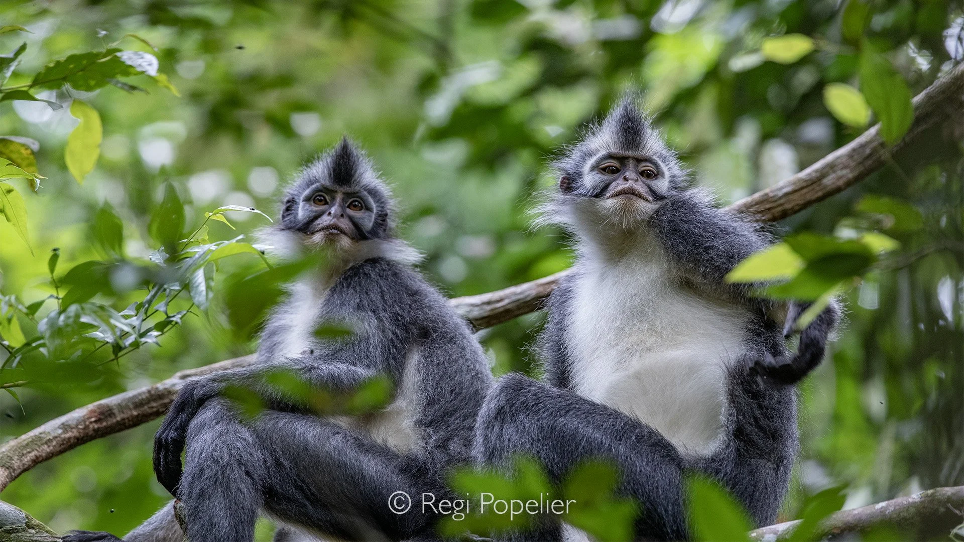INDO066 - Pair of  Silvery Lutung (Trachypithecus cristatus)  a shy, tree-dwelling leaf monkey native to the mangrove and coastal forests 