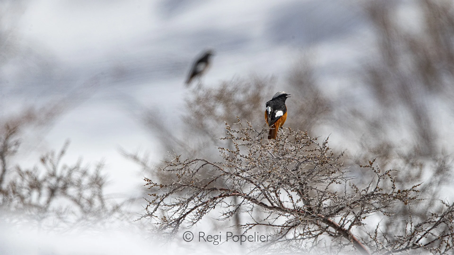 HIMA018 - Winged Redstart (Phoenicurus erythrogastrus).
