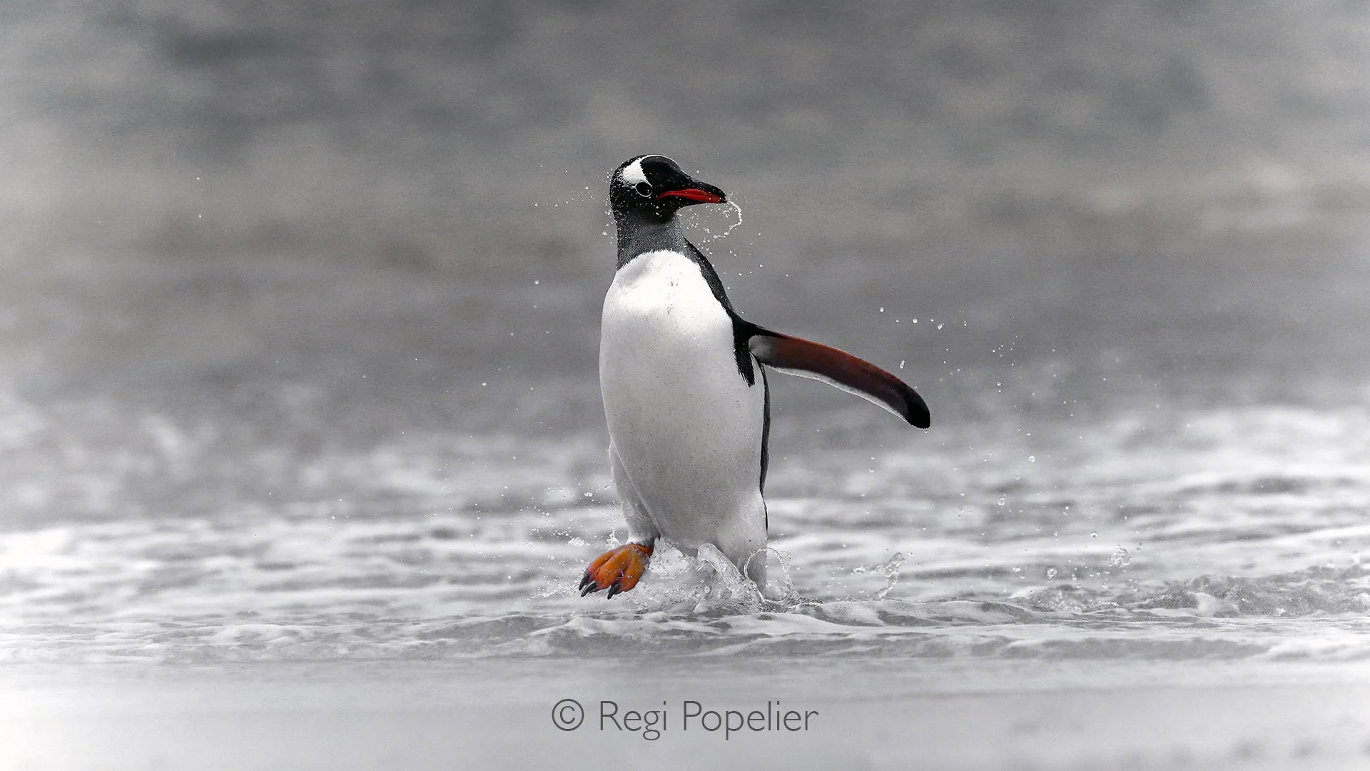 FAL044 - Surf conquered a gentoo penguin who steps out of the relentless ocean.