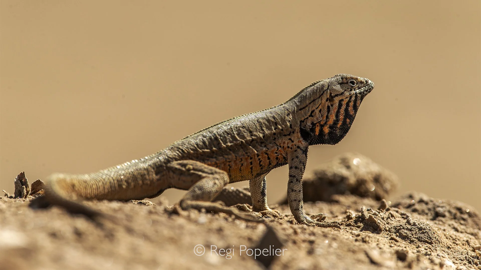 PERU031 -So called lava lizard. 