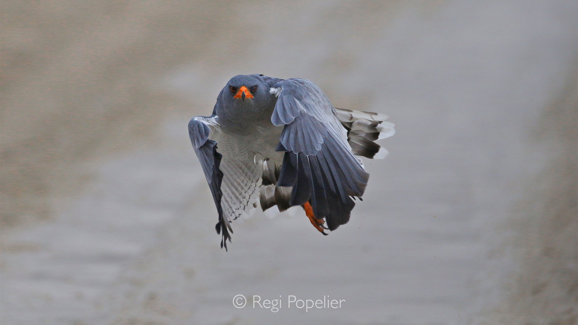South Africa049 - Beautiful Pale Chanting Goshawk in flight.