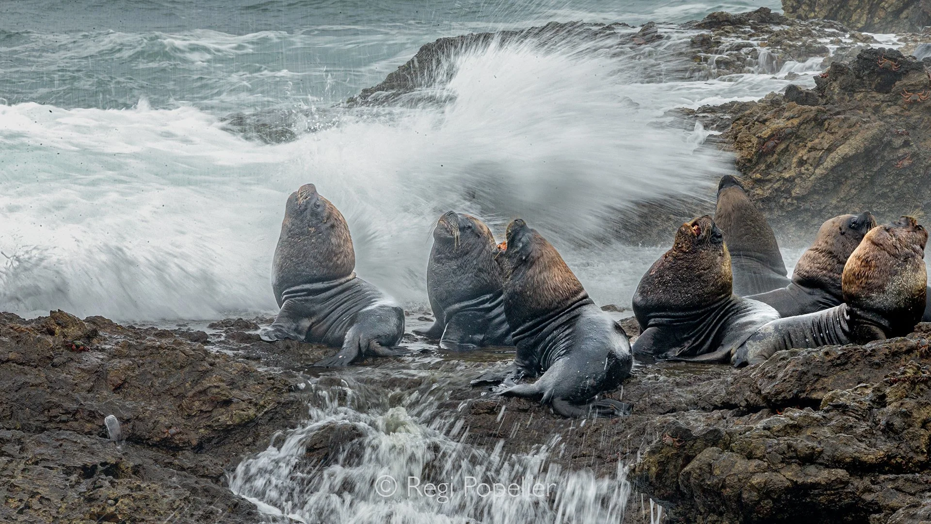 EQ017 - Group of Sea lions facing the violent force of the coastal waters.