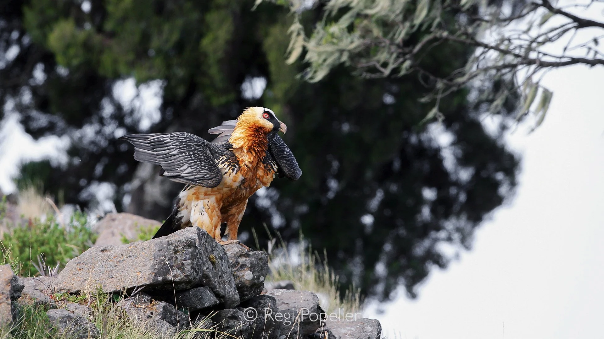 ETH060 - Waiting to be fed with the bones of slaughtered lambs at the lodge of Simien mountains 