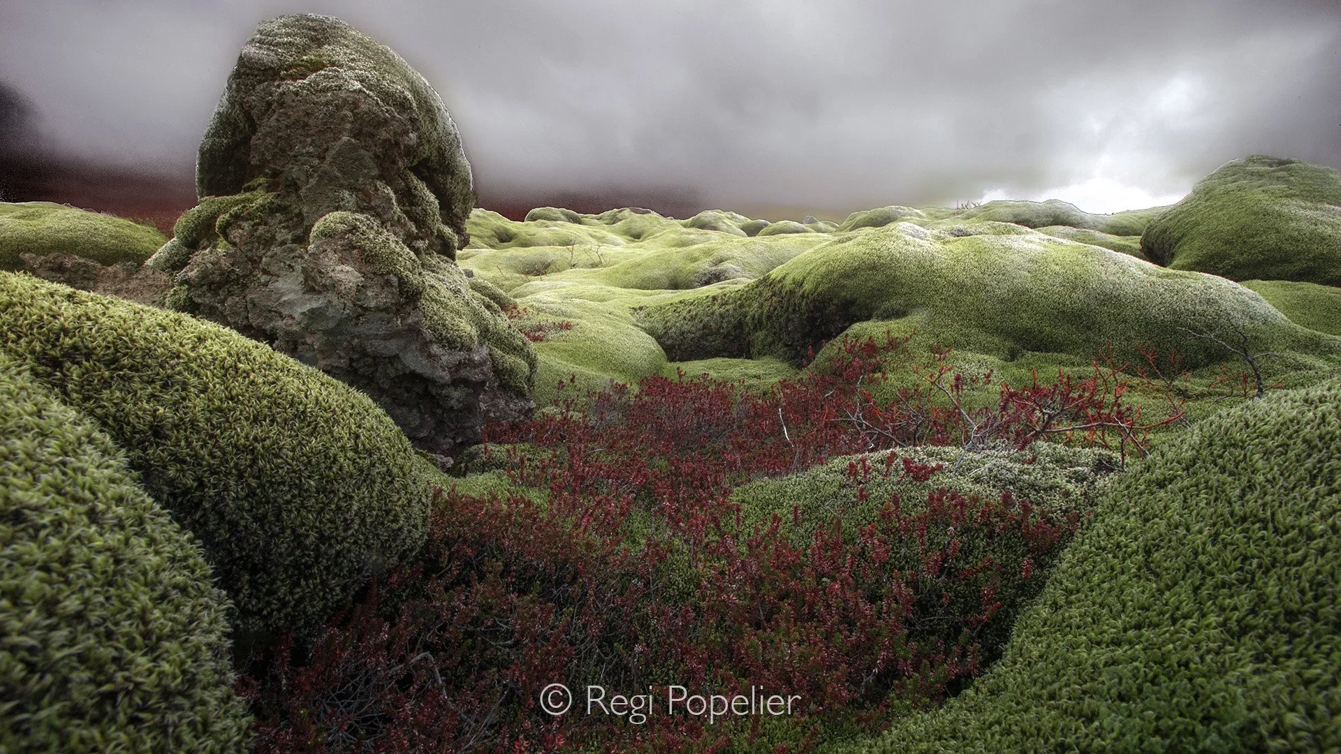 ICEL010 - Beautiful, yet fragile,  a velvet skin stretched over ancient fire.
One careless step can leave a scar that lingers for years, a silent reminder that some of nature’s most breathtaking wonders are also the most delicate