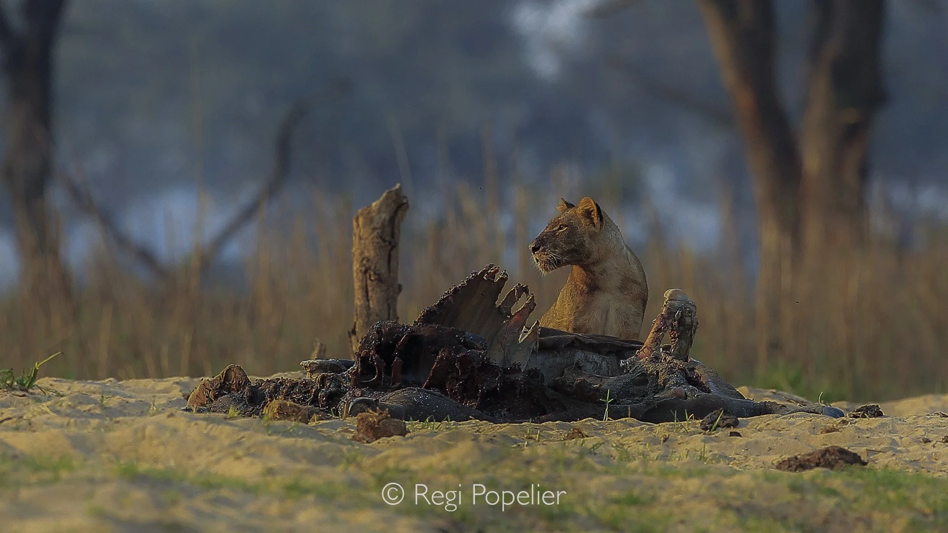 ZAMBIA004 - An infected lion stands near a decomposing carcass, too weak to hunt successfully and relying on this food for the time being.