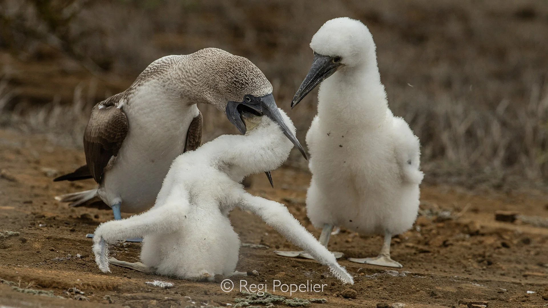 GAL017 - The bond, blue-footed booby feeding its insatiable chick, the second chick is waiting impatiently his turn.