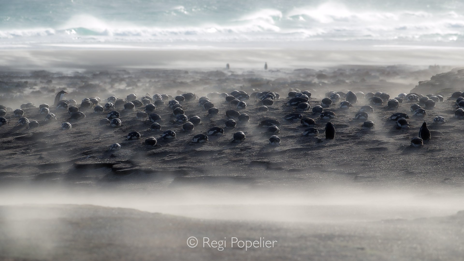 FAL011 - Colony of gentoo penguins keeping low during the storm , always interesting photographing in bad weather conditions.