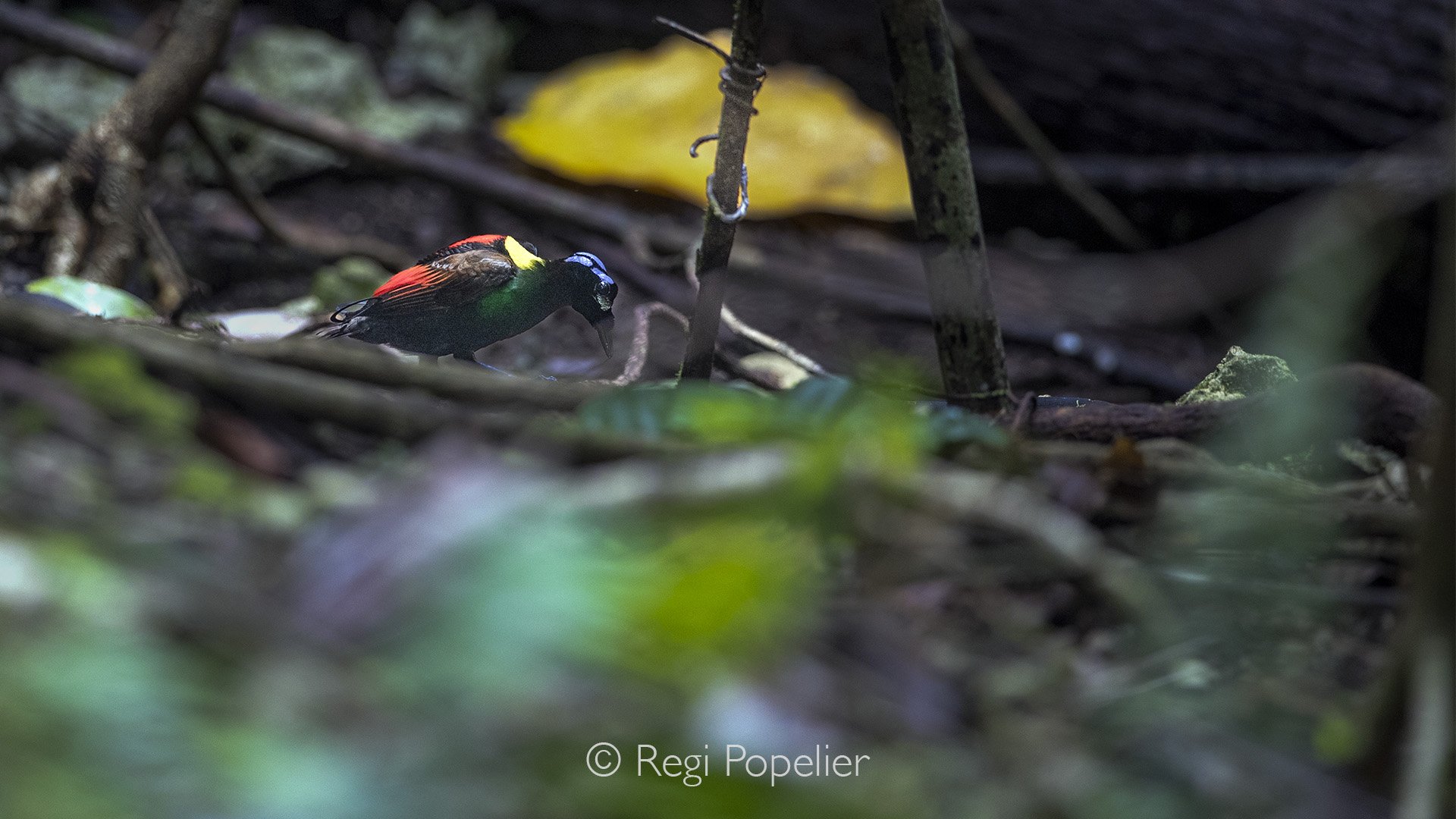 INDO085 - Wilson’s Bird-of-Paradise image taken with very low light , 