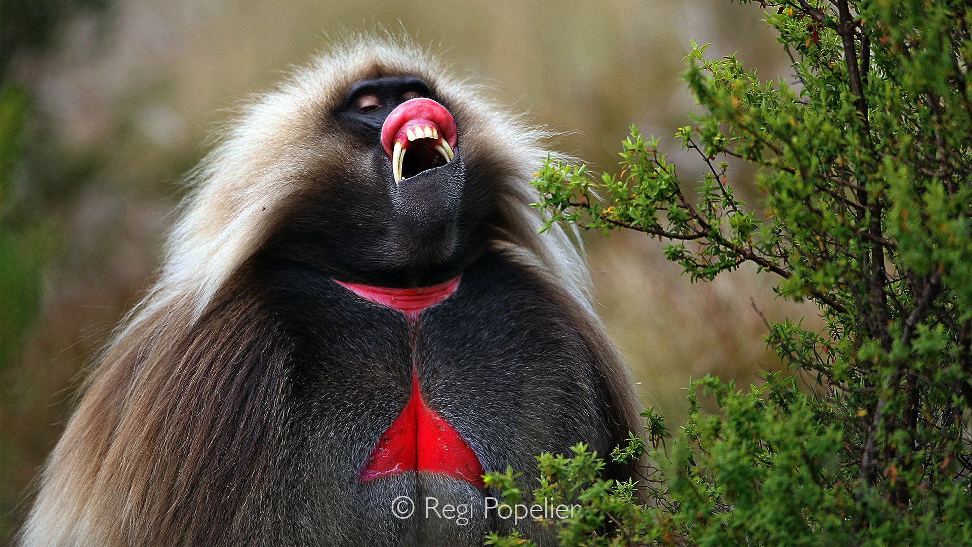 ETH069 - Display of dominance 