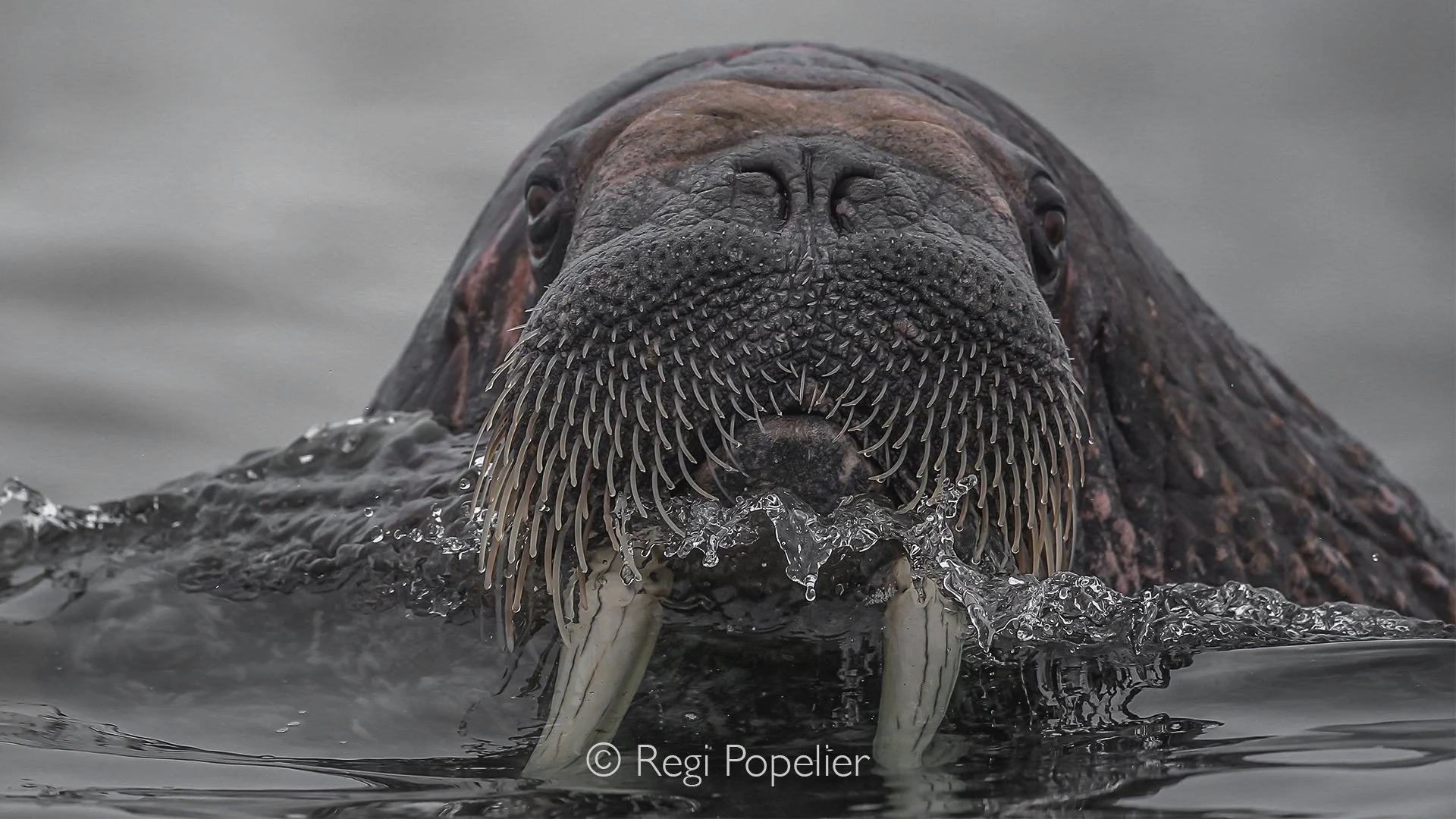 NPOLE026 - A close-up view reveals the wrinkled skin and expressive whiskers of an adult walrus.