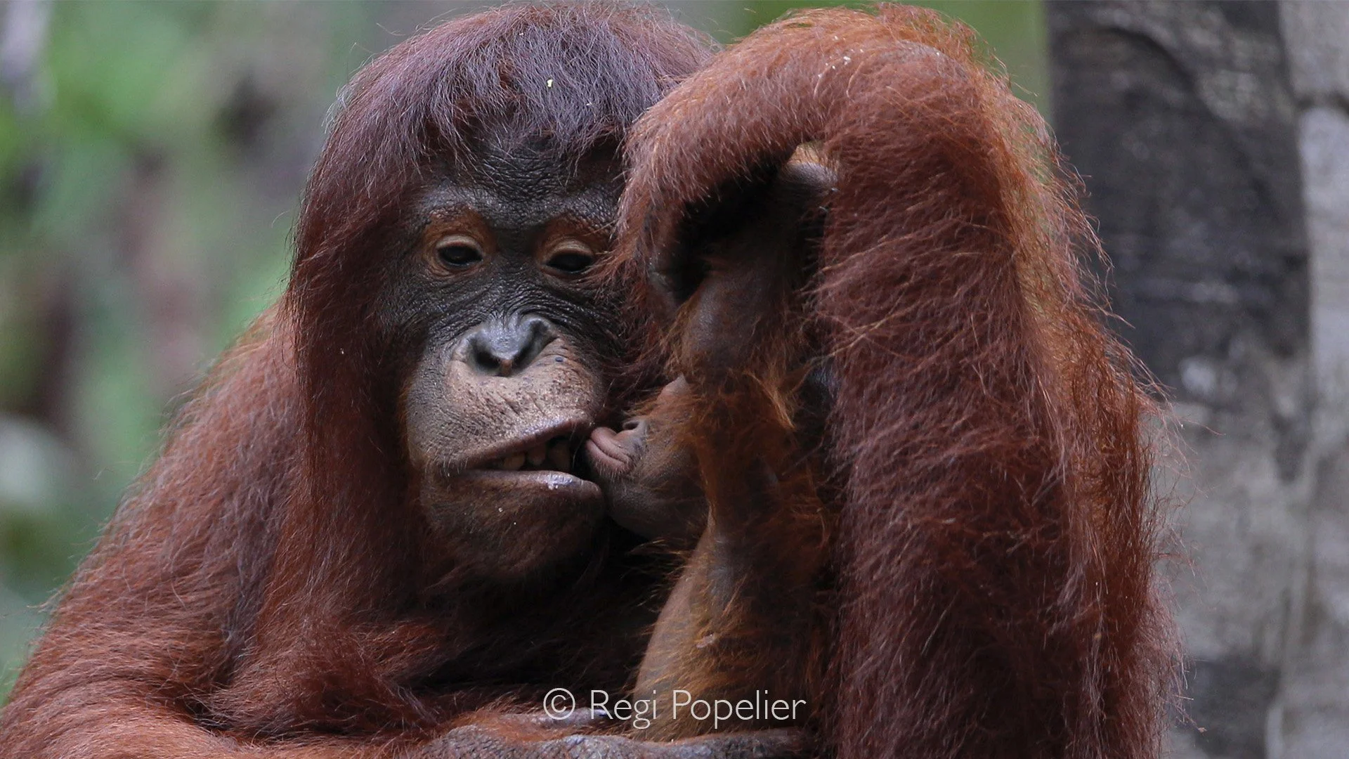 INDO016 -  Gentle moves 