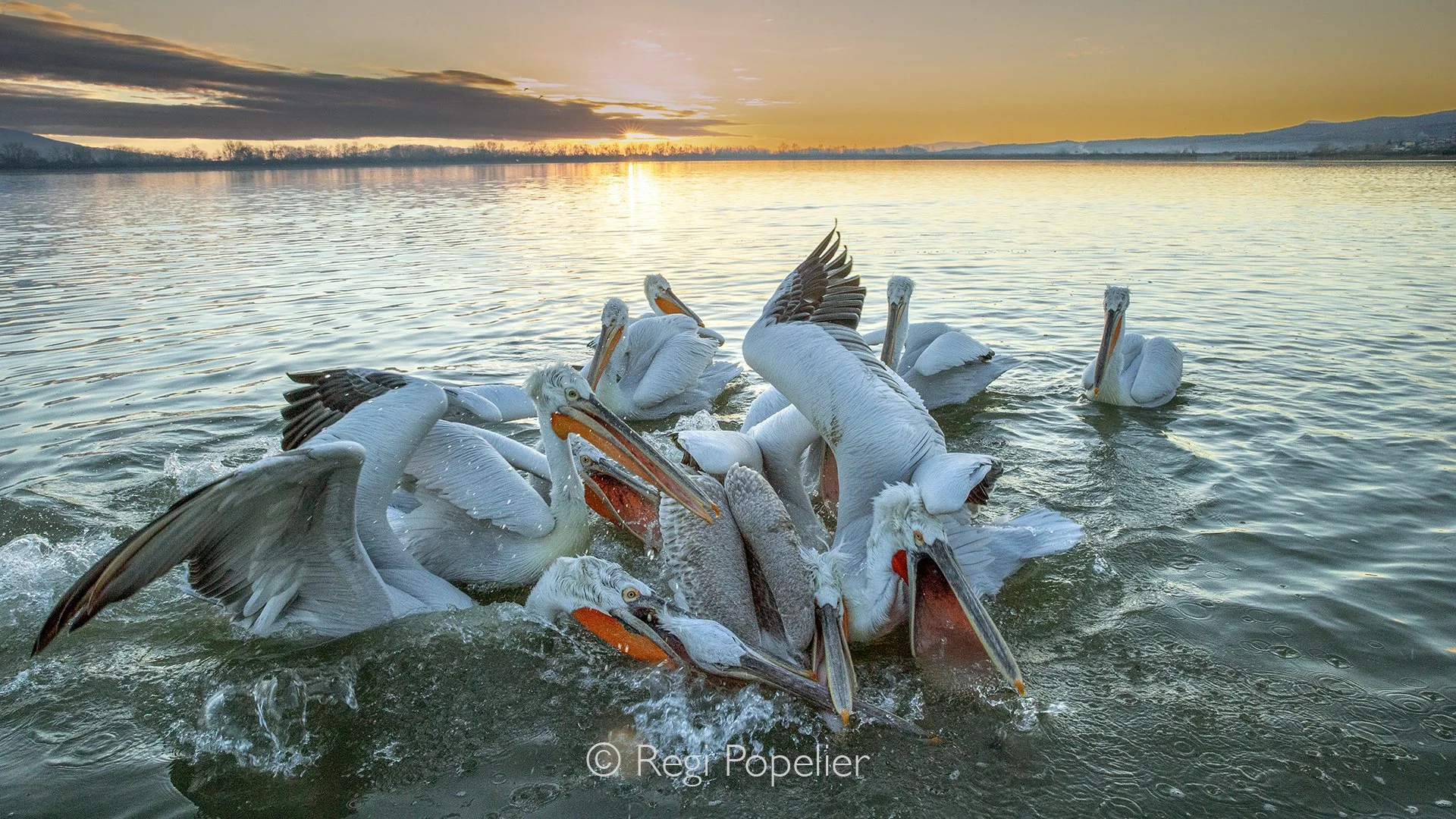 GRE013 - On the third morning, as the sun rose, we turned our lenses to different perspectives, capturing new images of the pelicans in the golden light.