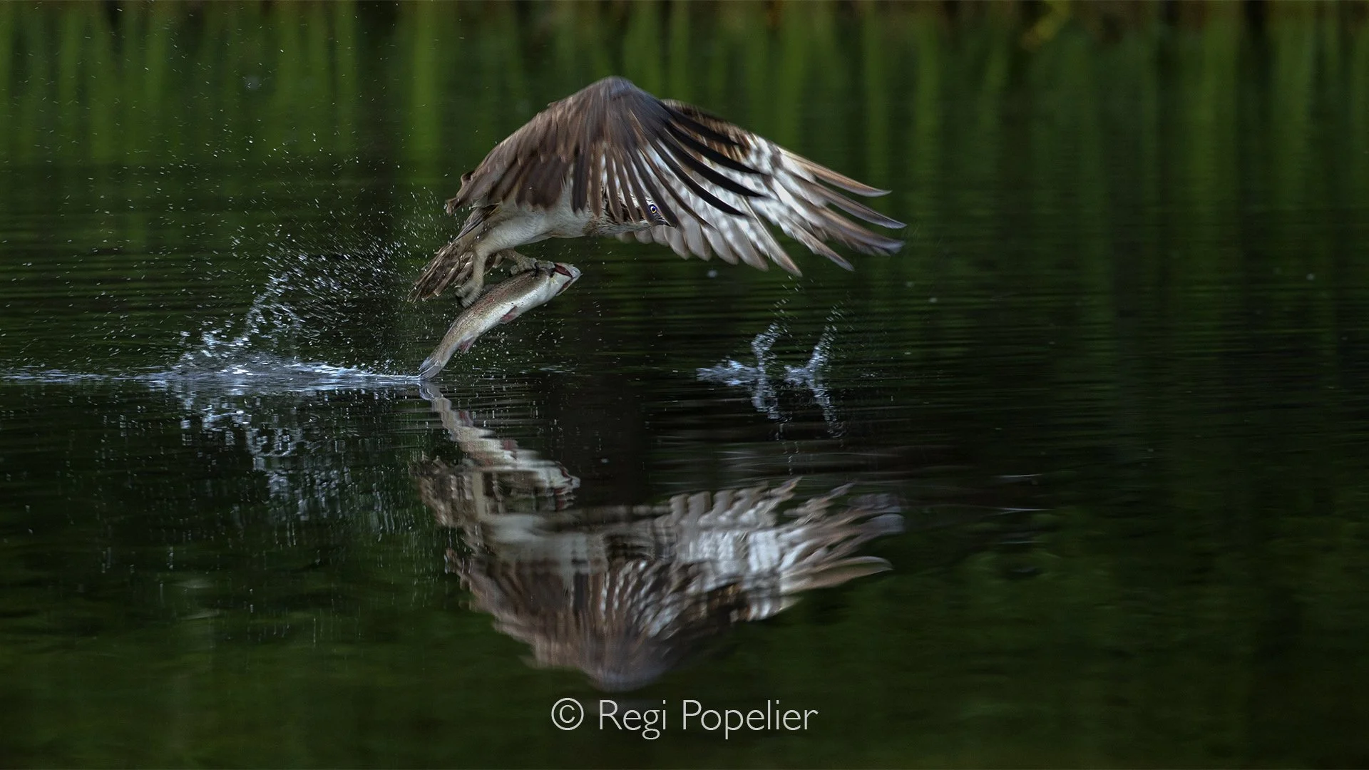Scotland063 - With wings spread wide, the osprey descends toward the still water, turning a peaceful scene into a moment of sudden action.
