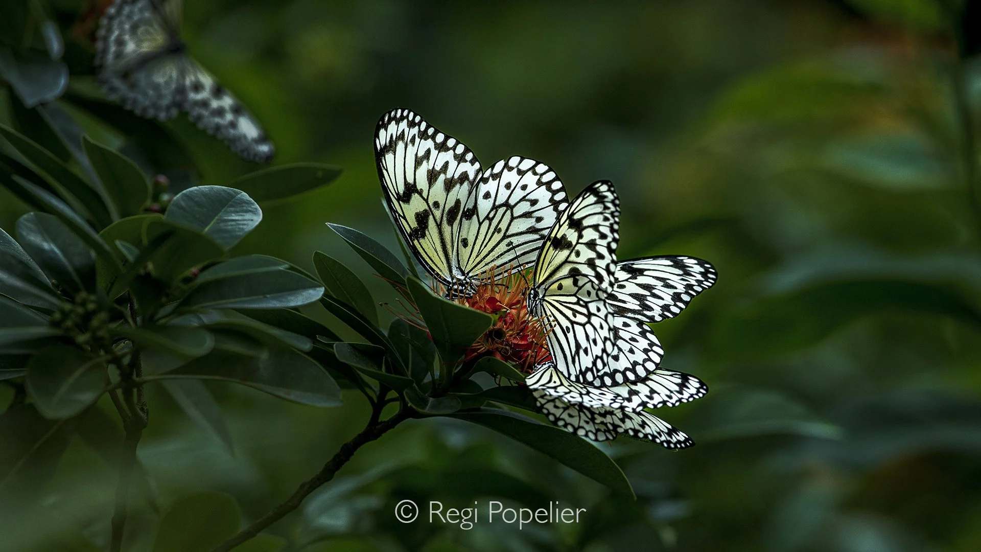 MALAS022 - Ideopsis Gaura Perakana butterfly.