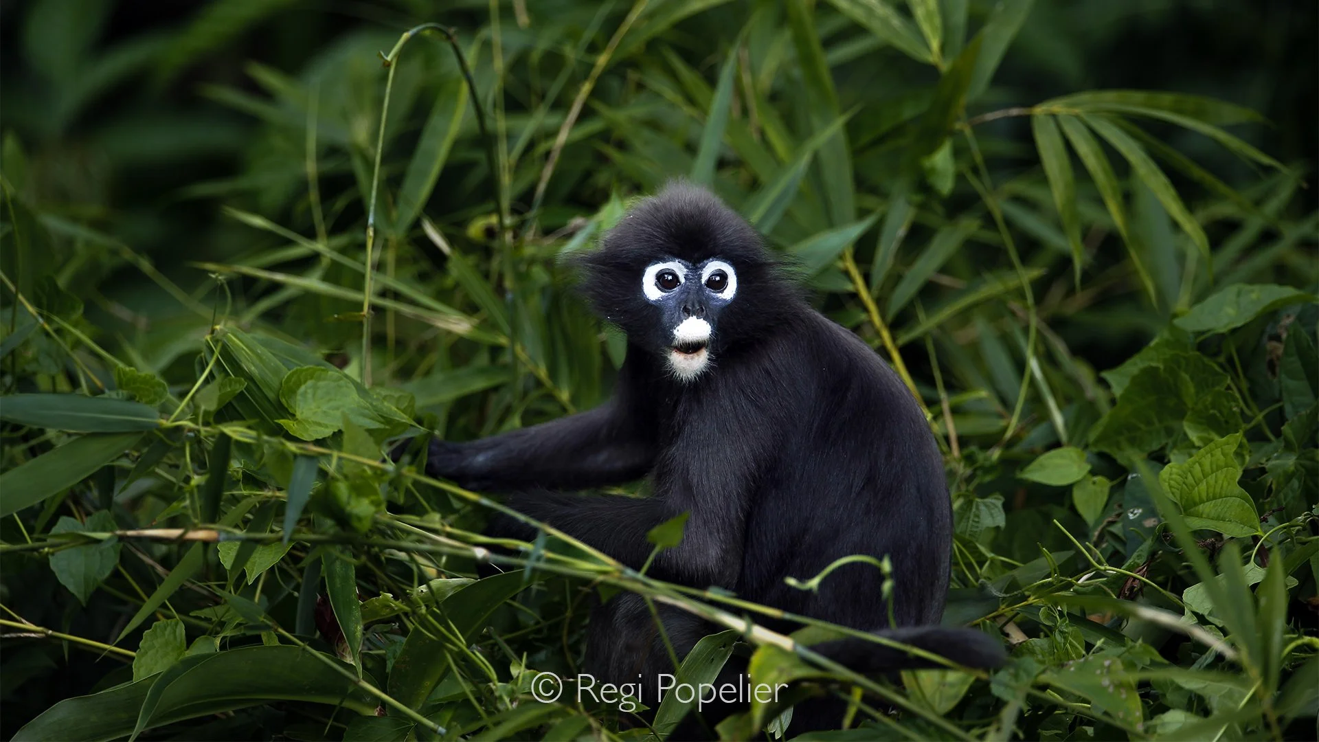 MALAS028 - Dusky leaf monkey in east Malaysia.