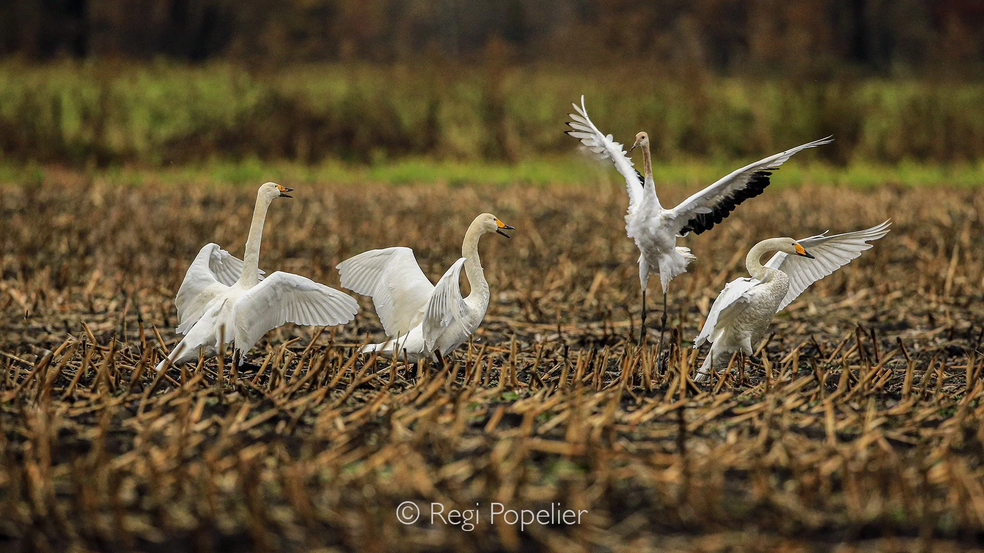 HOK006 - Landing between a group of whooper swans 