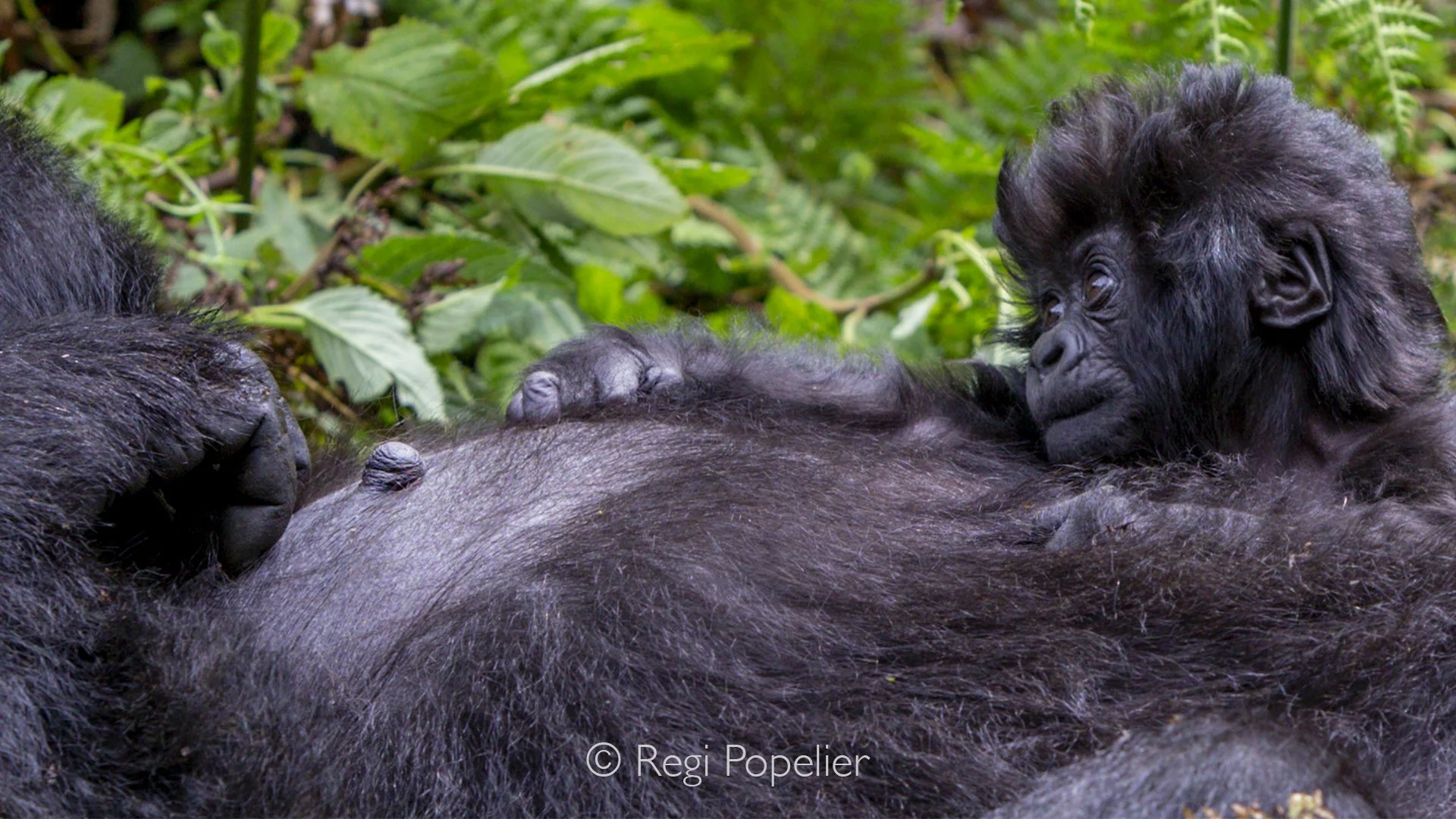 RWANDA014 - Wrapped tightly in its mother's embrace, the young gorilla experiences the forest from the safest place imaginable, held close to the heartbeat that has guided it since birth.