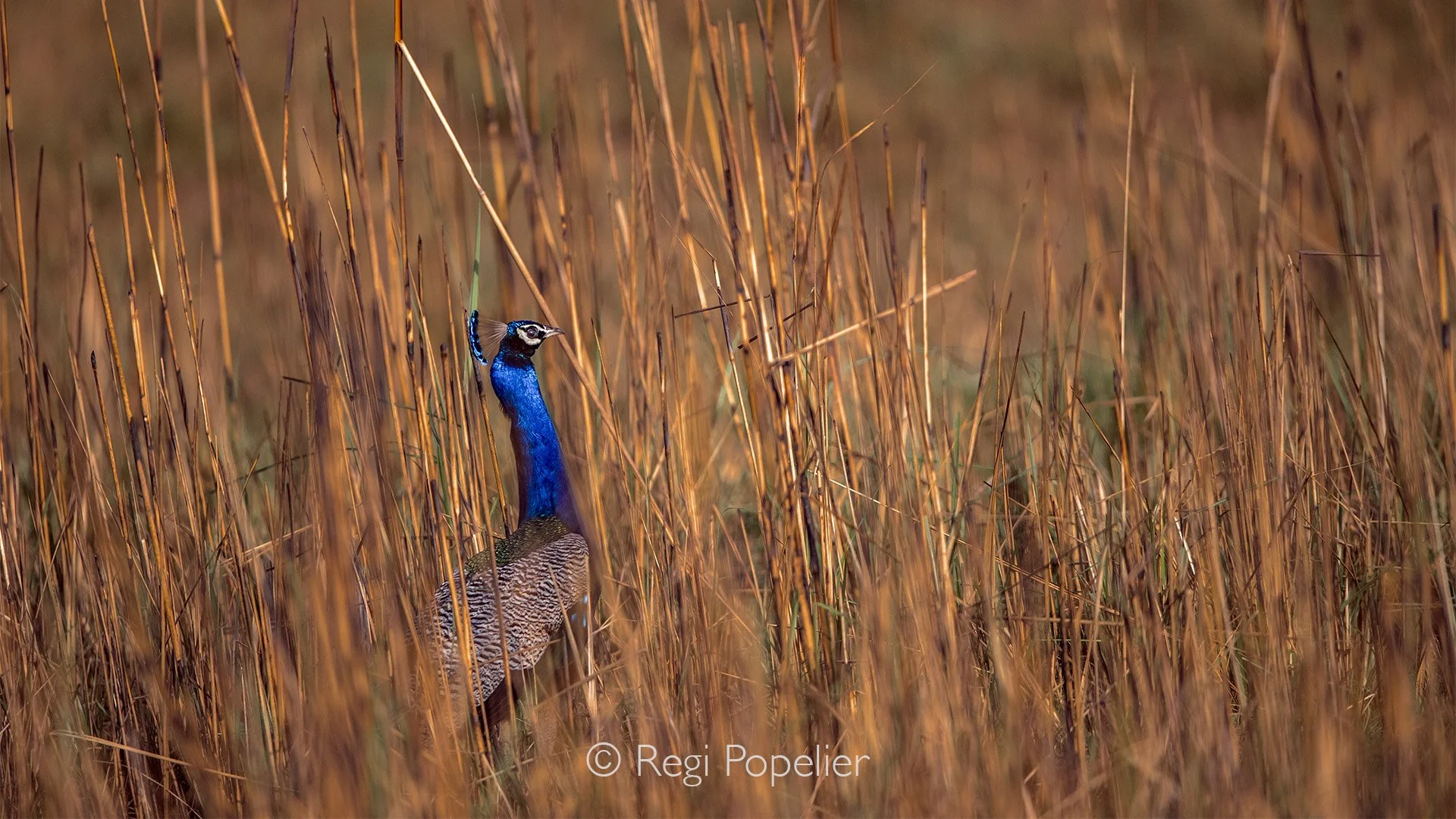INDIA054 -Partial view of the National bird of India, photographed in strong contrast.  