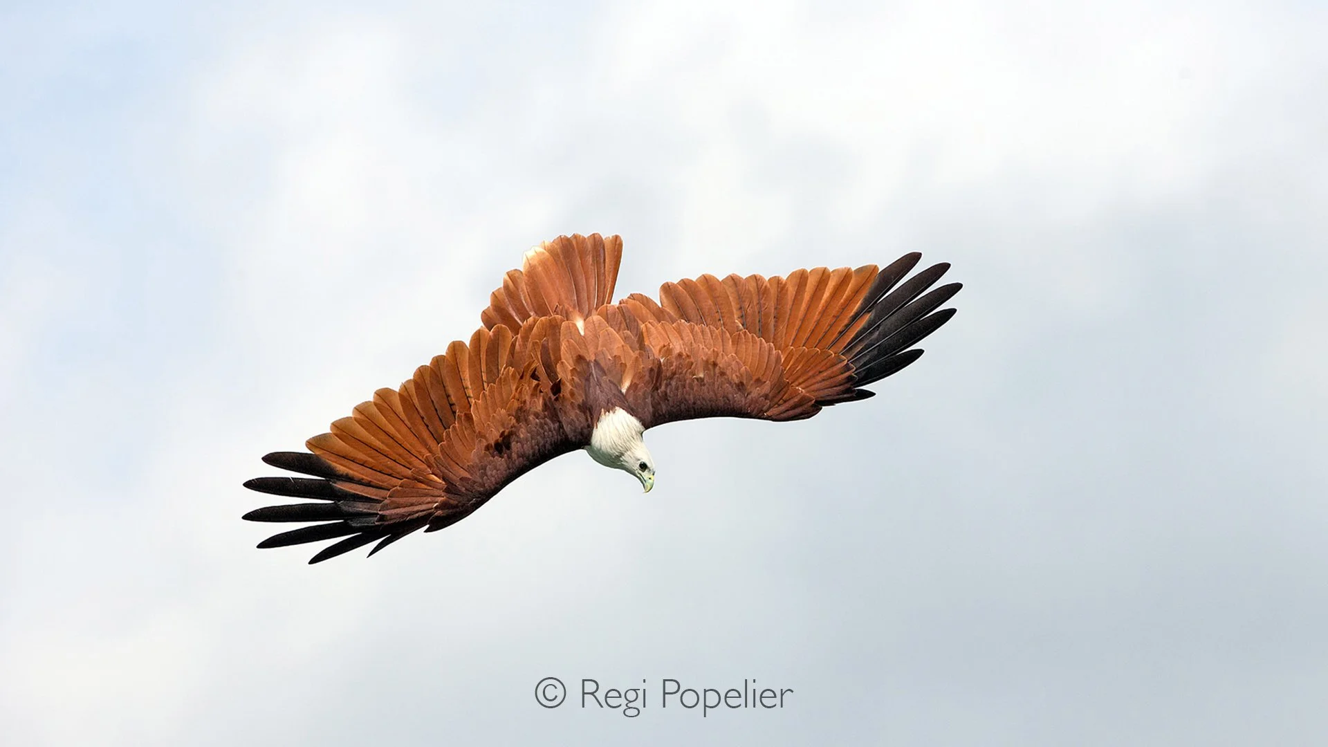 BOR014 - Brahminy kite plunges from the sky, talons poised to claim its prize from the flowing river