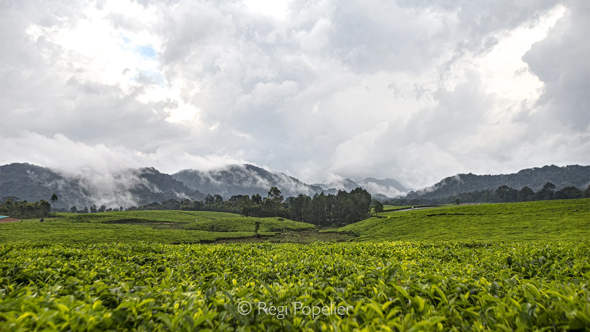 RWANDA059 - The vibrant green tea estates gradually give way to the dense mountain forests beyond. This seamless transition between cultivated land and untouched wilderness illustrates the remarkable diversity of Rwanda's highland landscape.