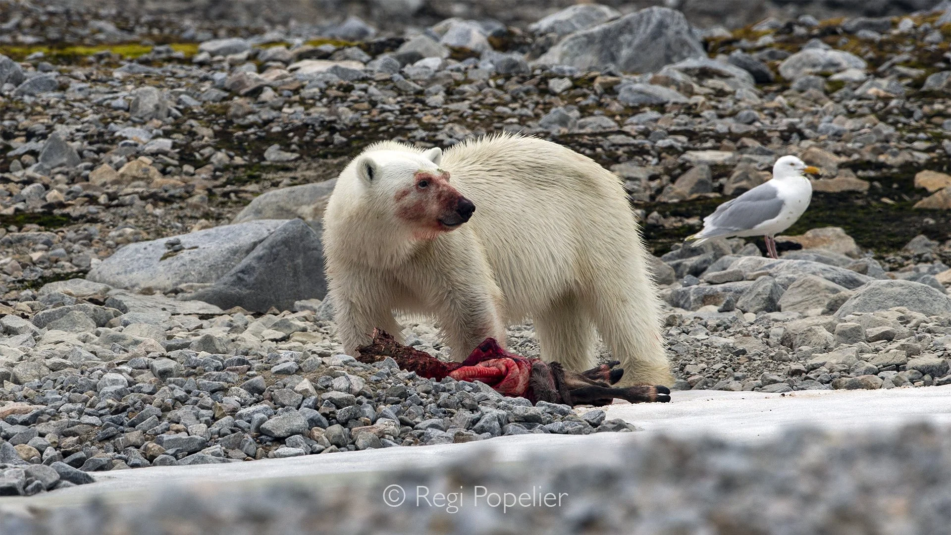 NPOLE050 - Only remnants of the reindeer remain, a reminder of the efficiency of Arctic predators and scavengers.