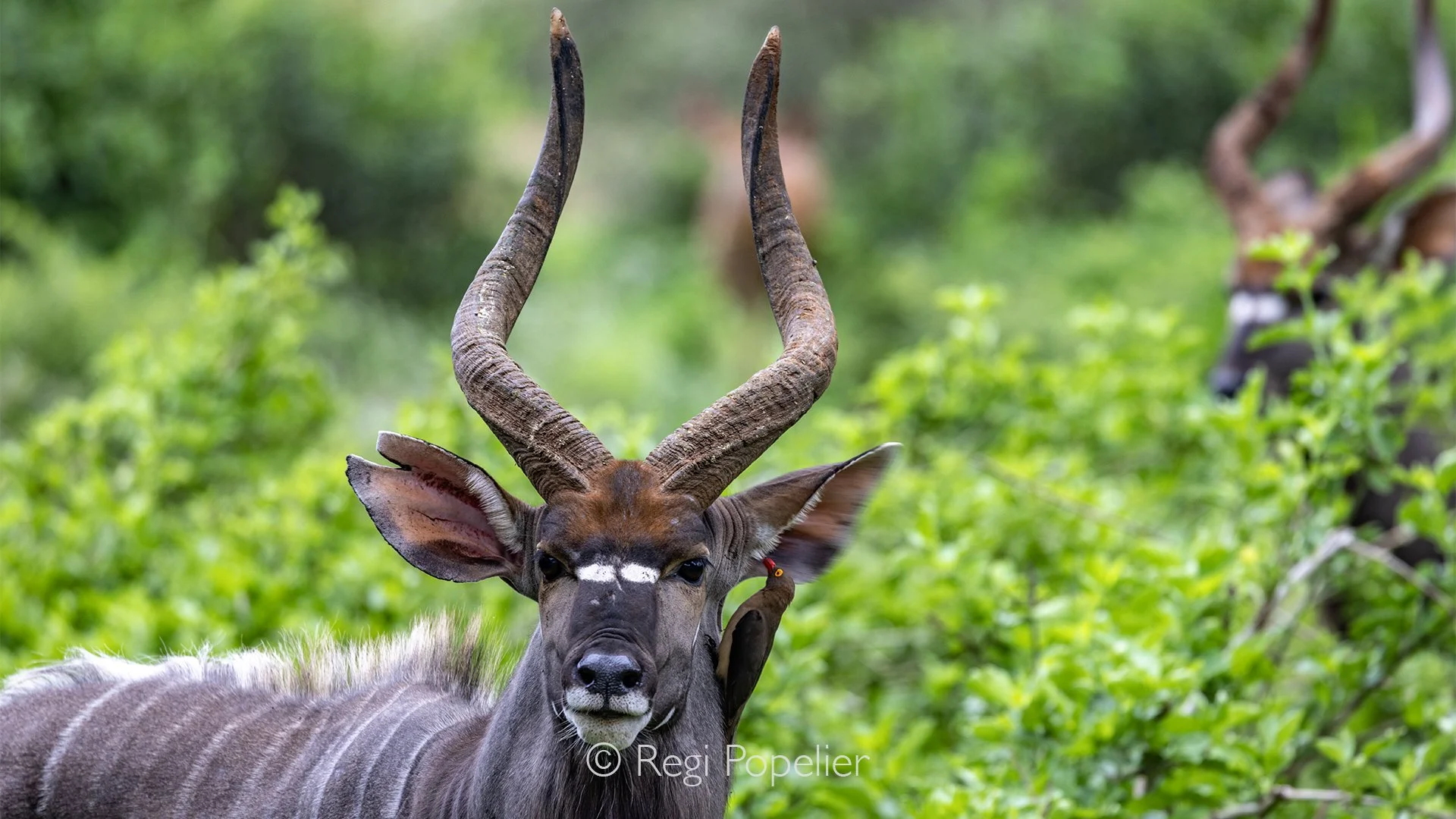 South Africa068 - A magnificent male Nyala stands quietly as an oxpecker carefully searches around his ears for parasites.