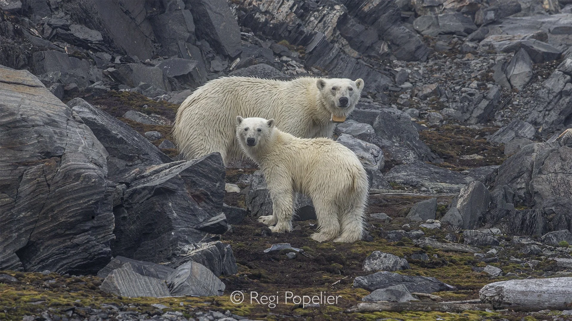 NPOLE047 - Mother and cub move steadily towards the distant mountains, a beautiful scene of guidance, protection, and survival in the High Arctic.