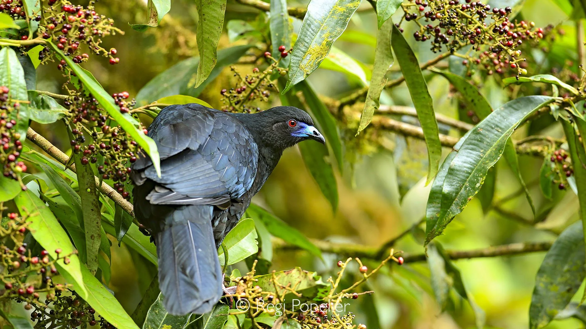 CR015 - Black Guan perches quietly in the dense canopy, the dark plumage blending with the foliage as it surveys the forest from high above.