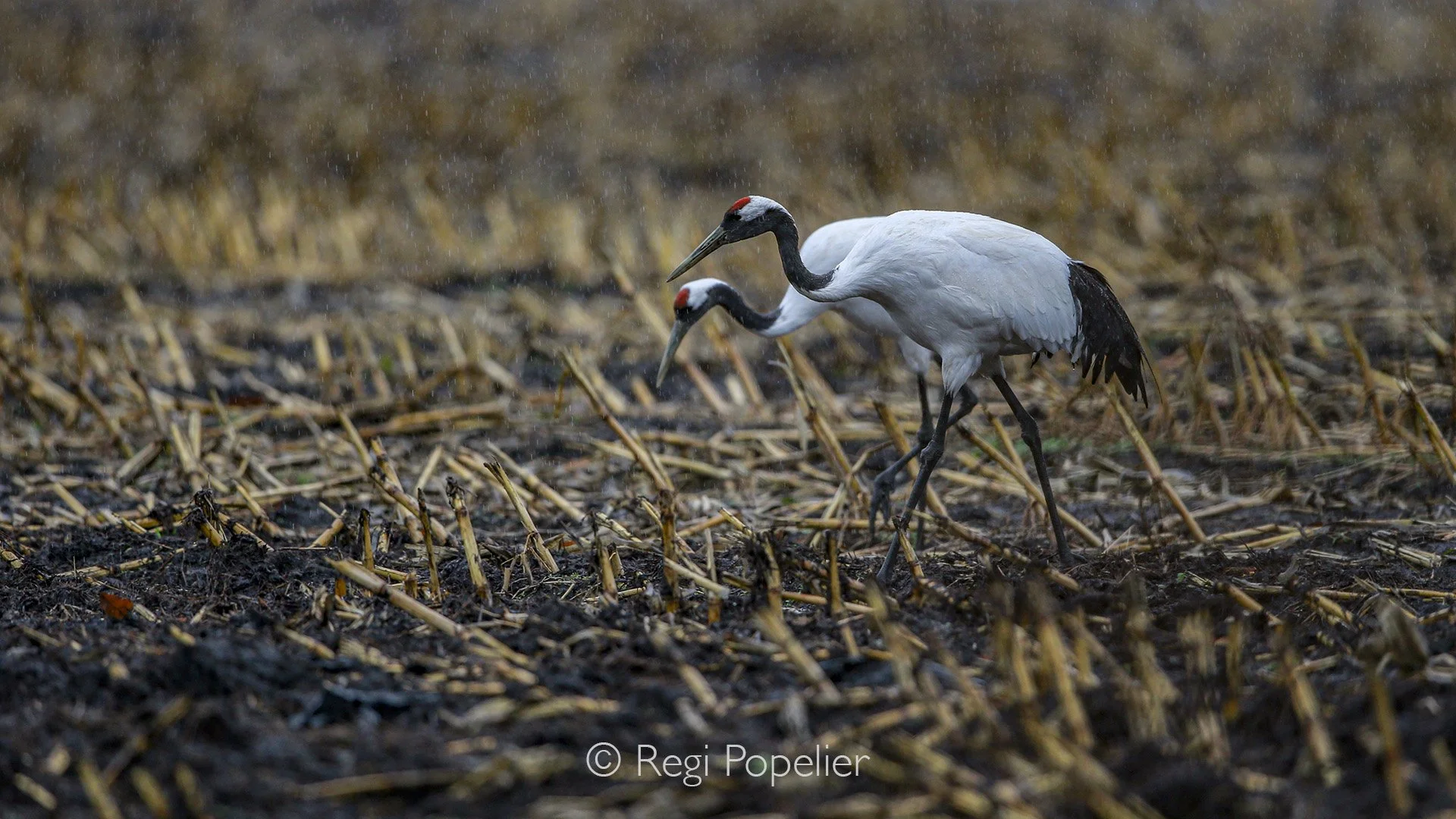 HOK005 - On the search of grains in the harvested fields