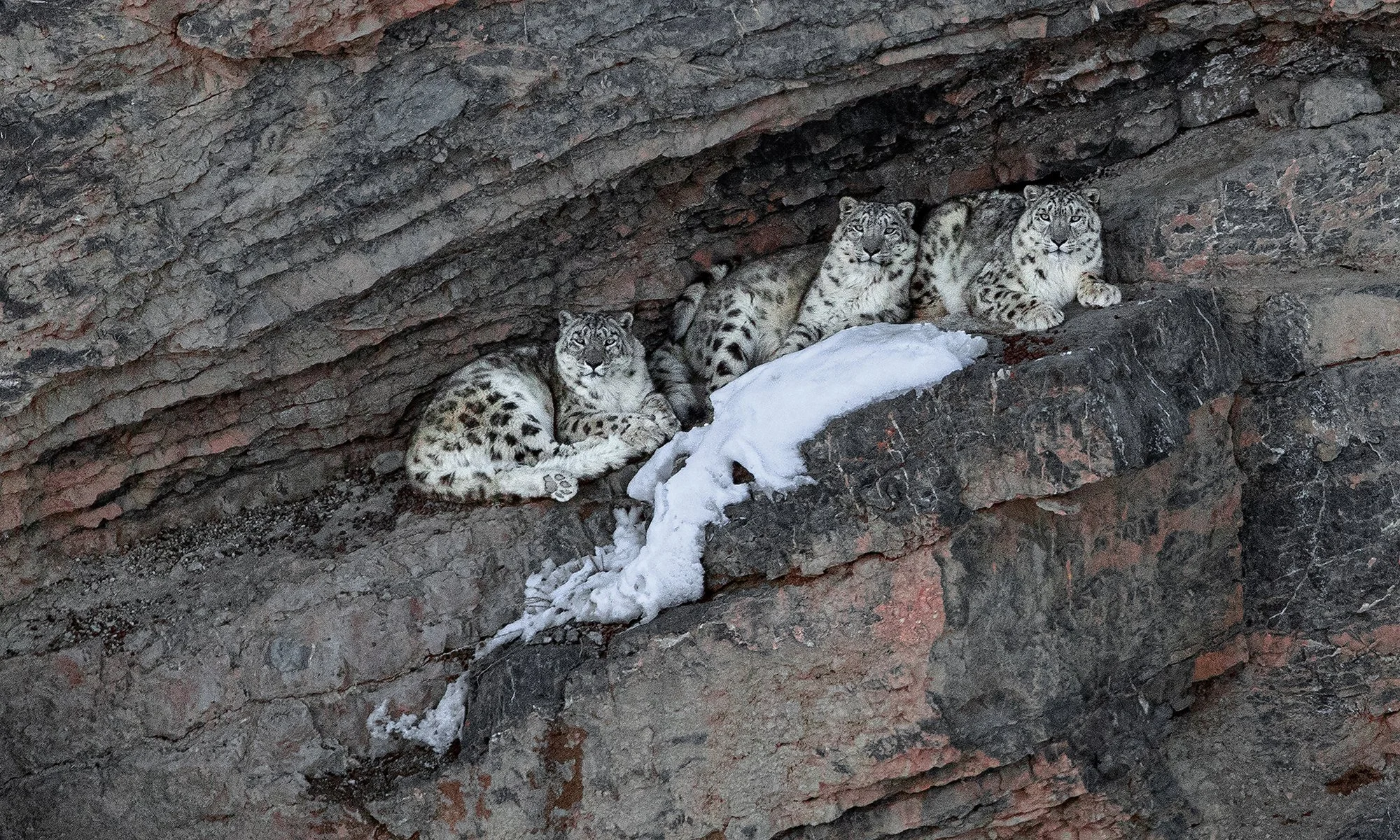 CA 009 Enigmatic _10I0554 100x60cm kopiëren.jpg