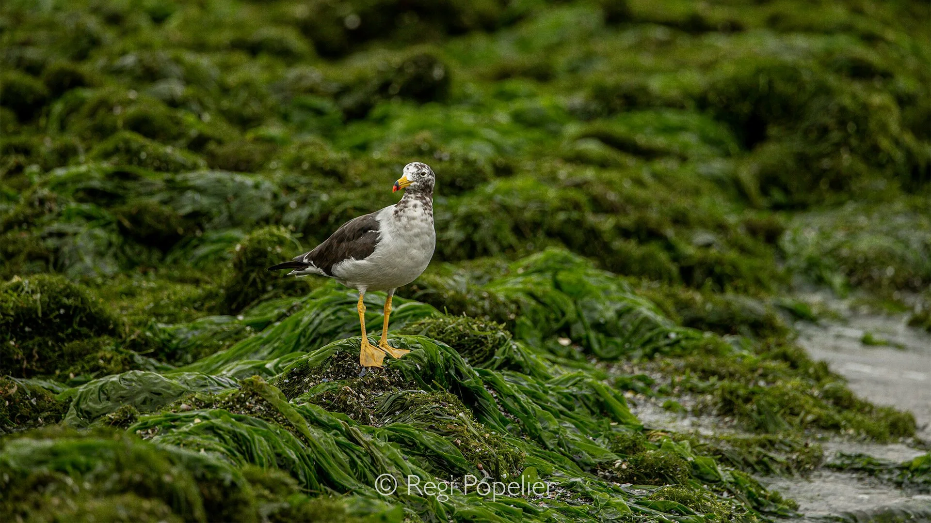 PERU019 - Black Backed gull on the shores of Peruvian coastline. 