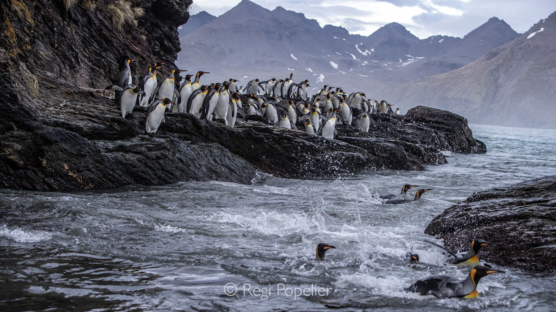 ANT016 - King Penguins leaping into the turbulent coastal waters of South Georgia,  a breathtaking display of agility and survival.