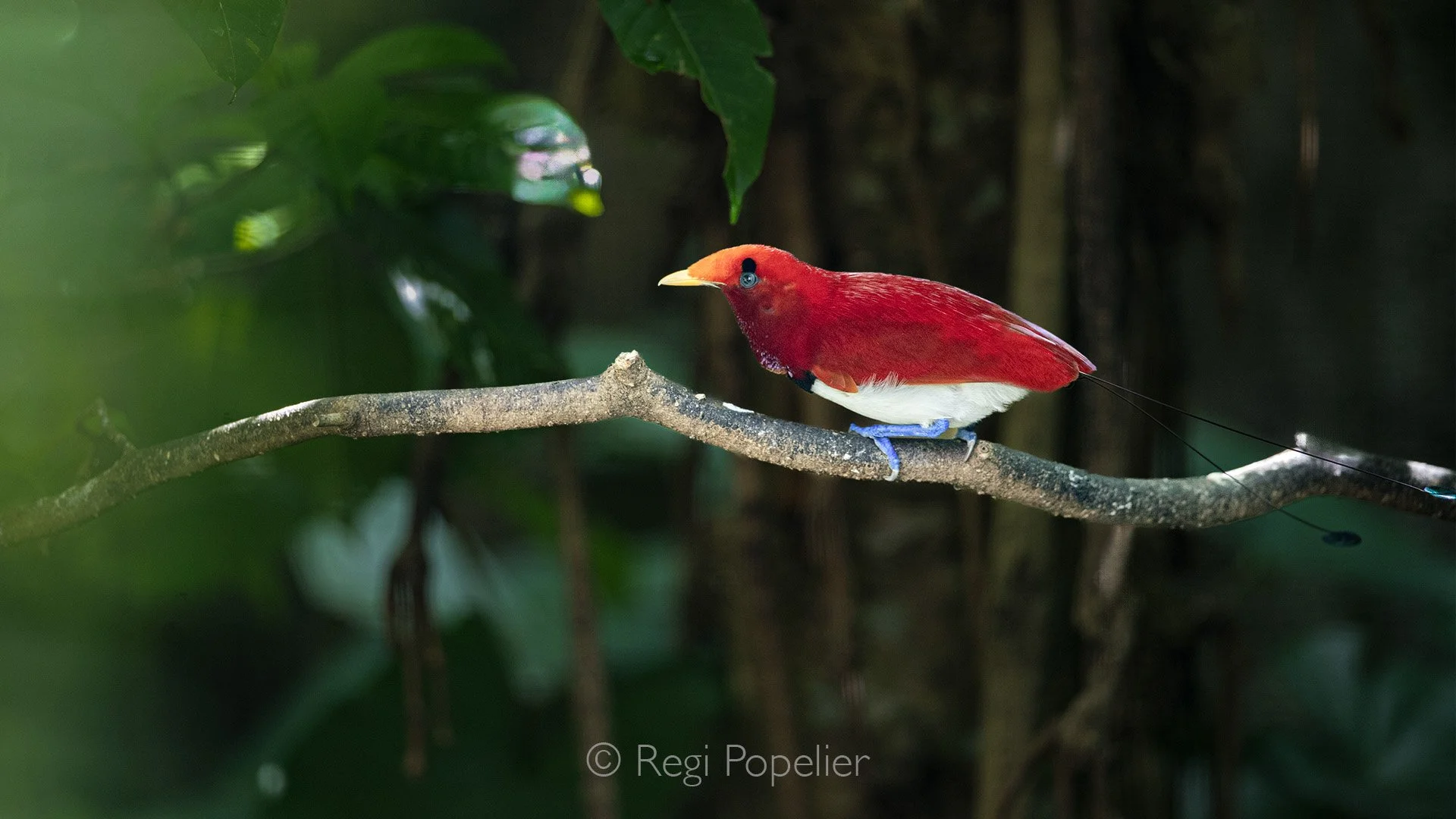 INDO088 - King bird of paradise. 